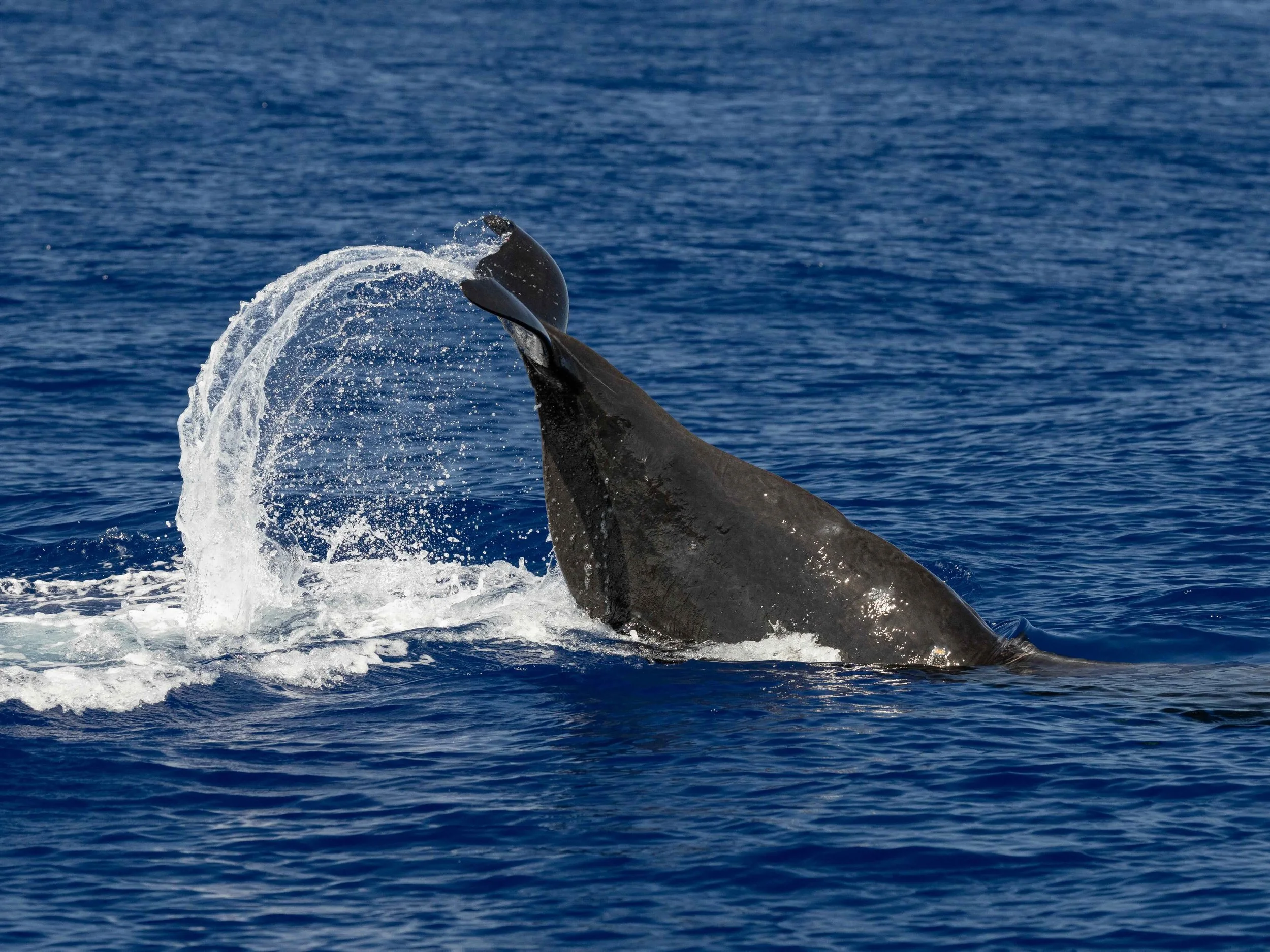 A whale breaches the surface of the ocean, with water splashing around its head and back.