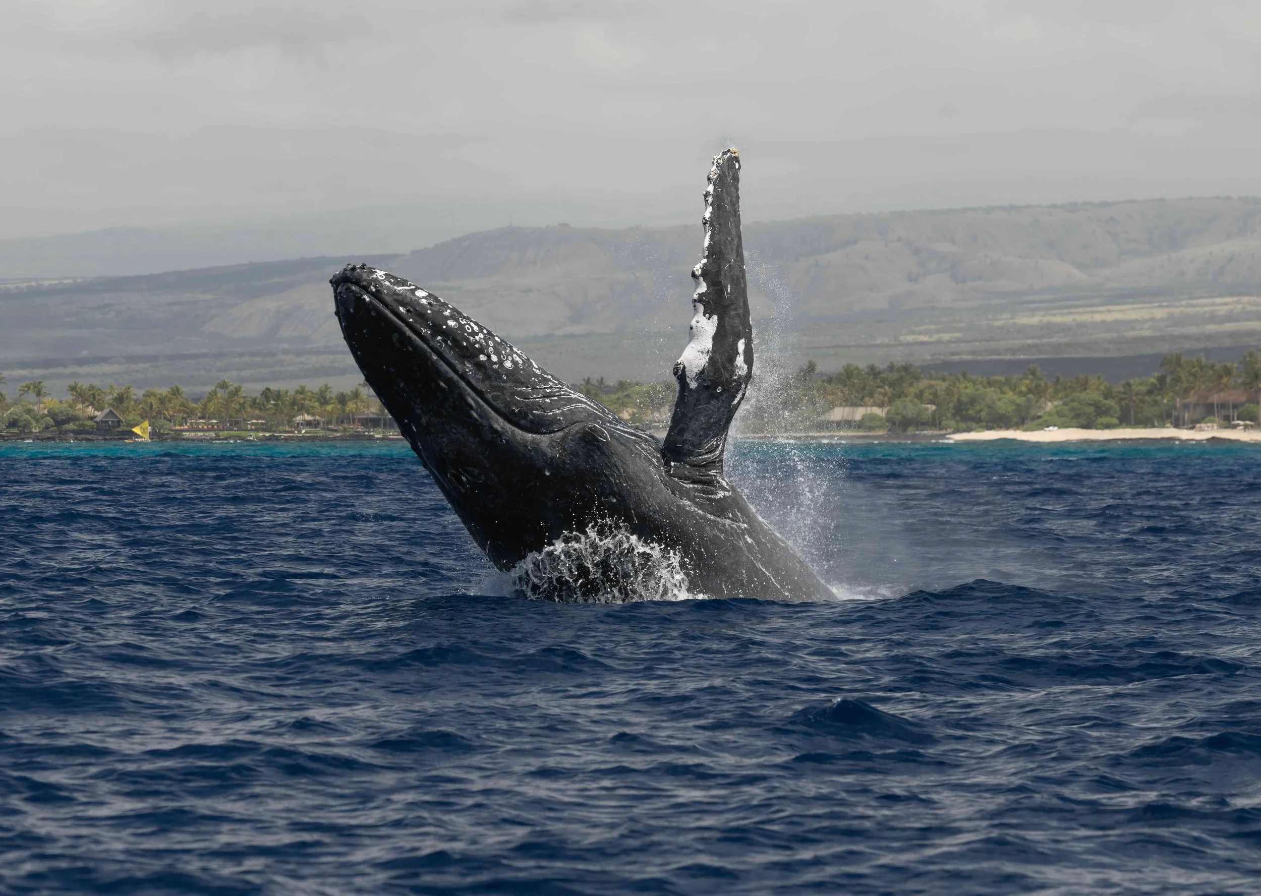 A humpback whale breaching out of the ocean with water splashing around it, and a thumbnail of land with palm trees and buildings in the background.