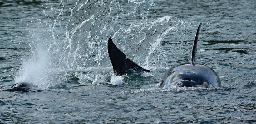 Close-up of a whale and its tail flipping out of the water.