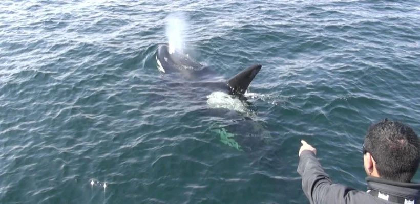 A person on a boat pointing at a whale in the ocean, whale's tail and dorsal fin visible above water.