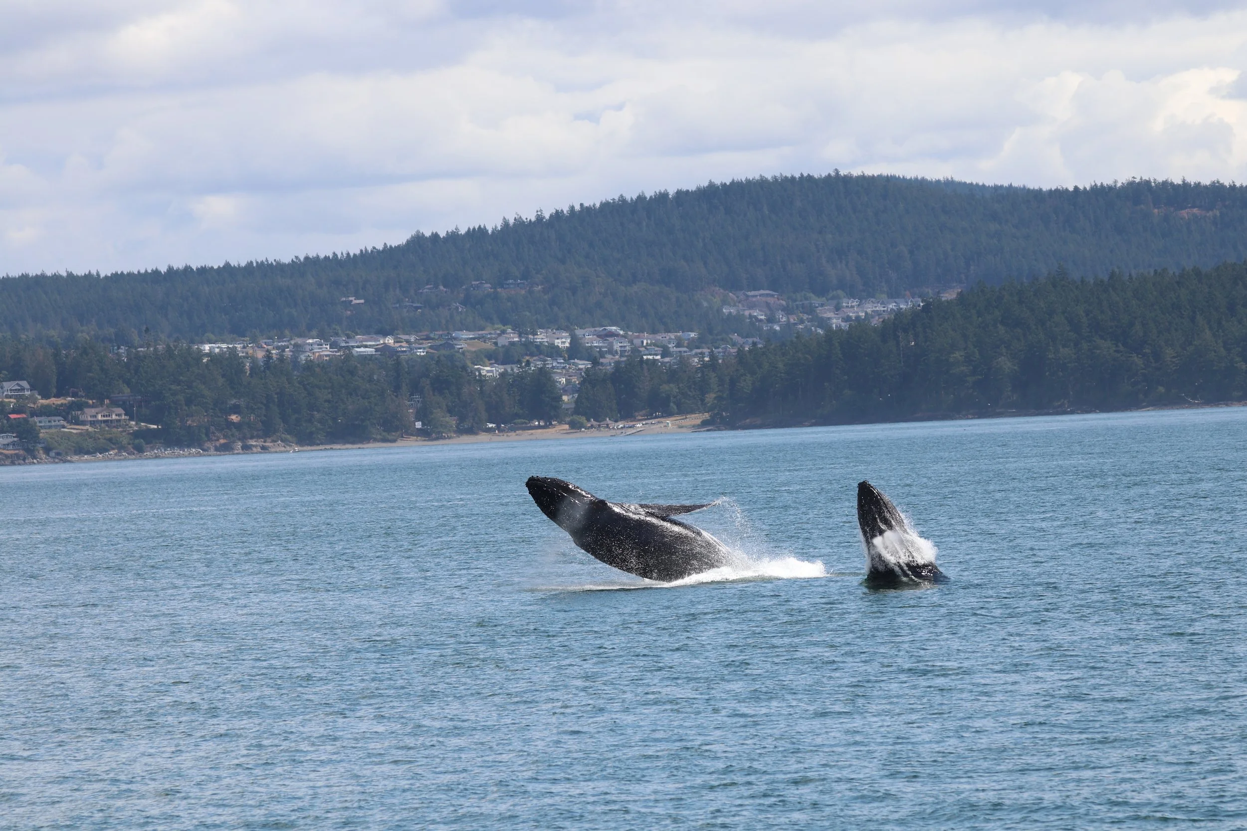 Two whales breaching the ocean surface with a coastal town and forested hills in the background.