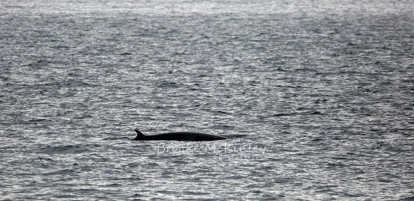 A whale surfacing in the ocean with its dorsal fin visible