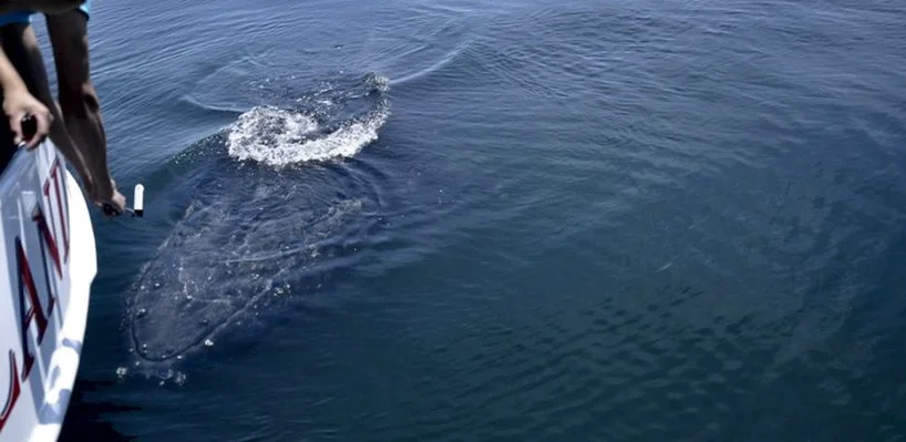 Part of a boat with a dog hanging over the side, ocean water below, and a splash away from the boat.