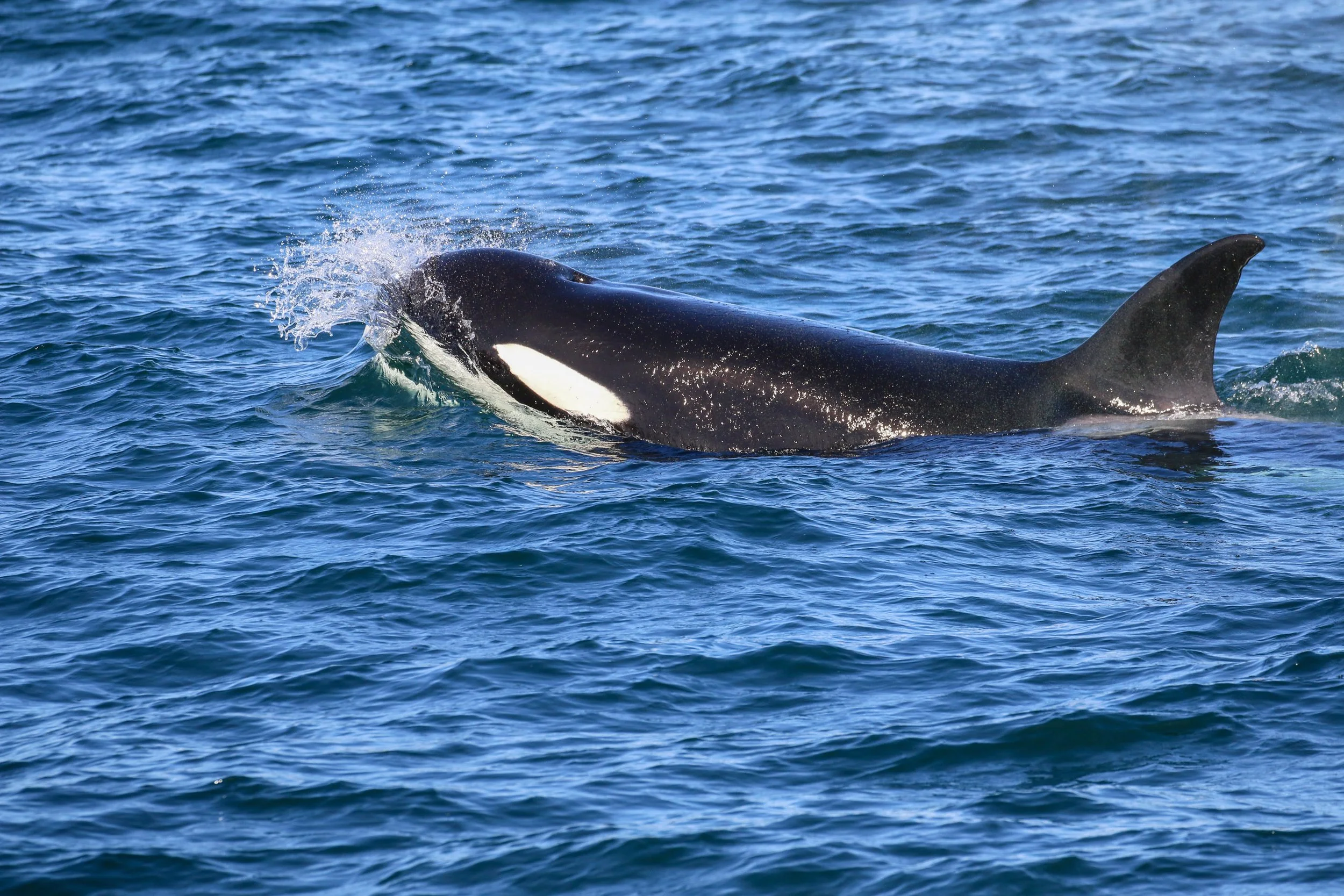 A whale surfacing in the ocean, with water splashing around its head and back.
