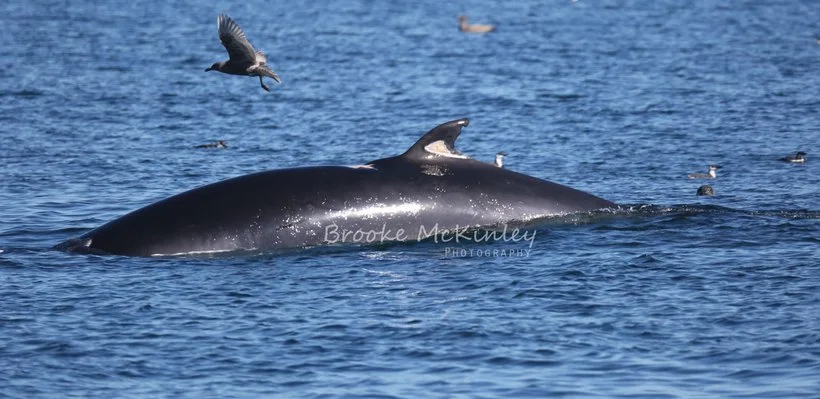 A whale surfacing in the ocean with a bird flying nearby