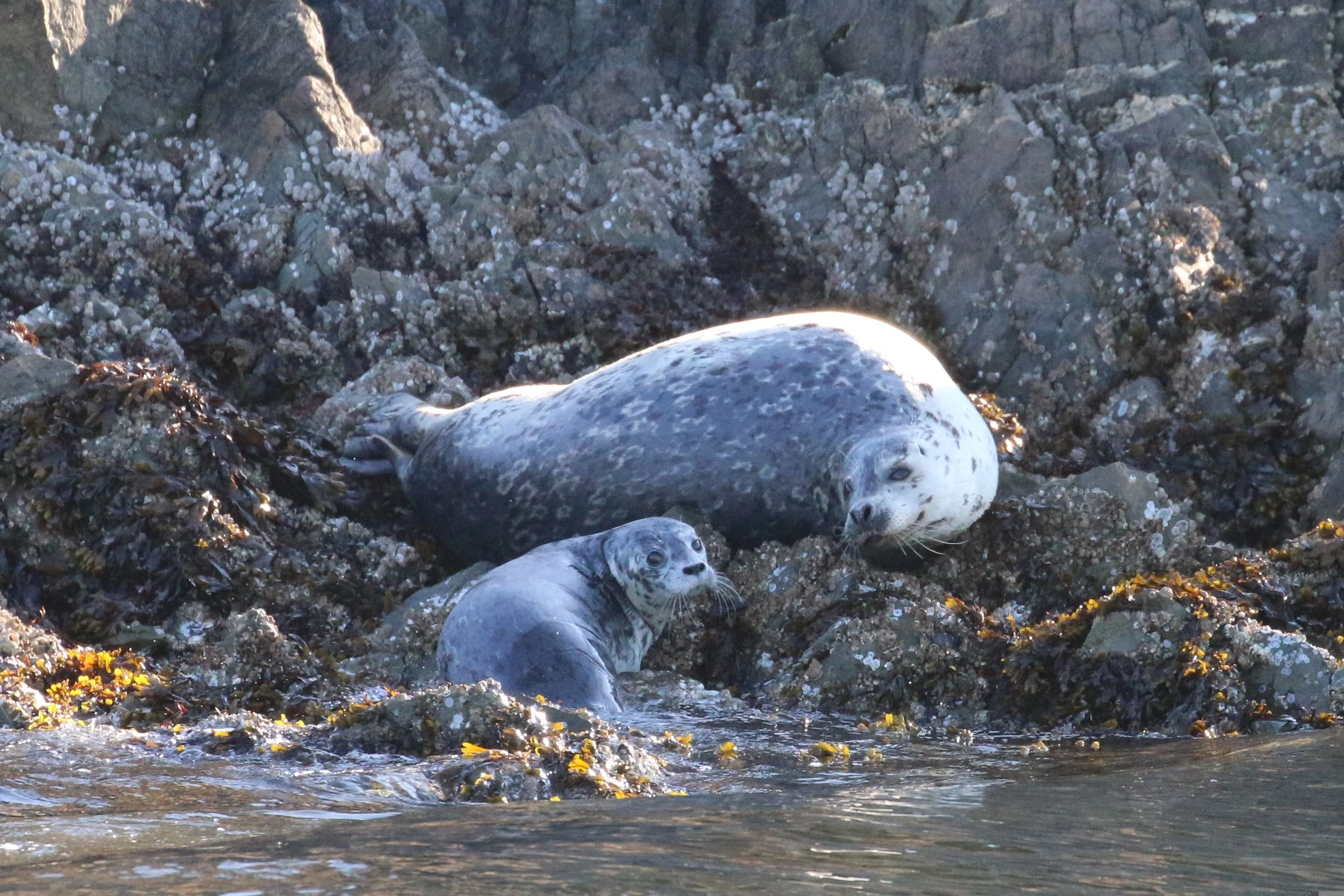 Sea lions resting on rocks near the shoreline, with clear water and seaweed around them.