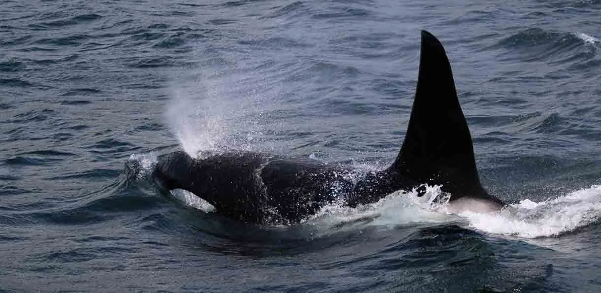 A whale's tail visible above the water surface as it breaches the ocean.