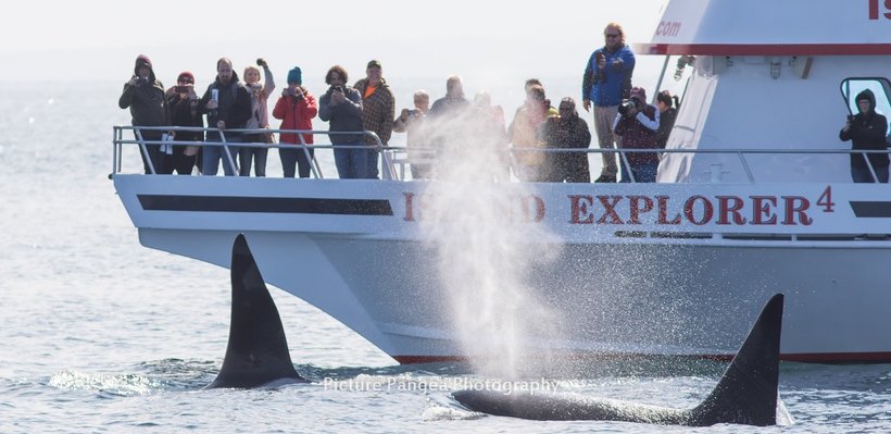 A group of people on a whale-watching boat observing or photographing two orcas swimming near the boat in the ocean.