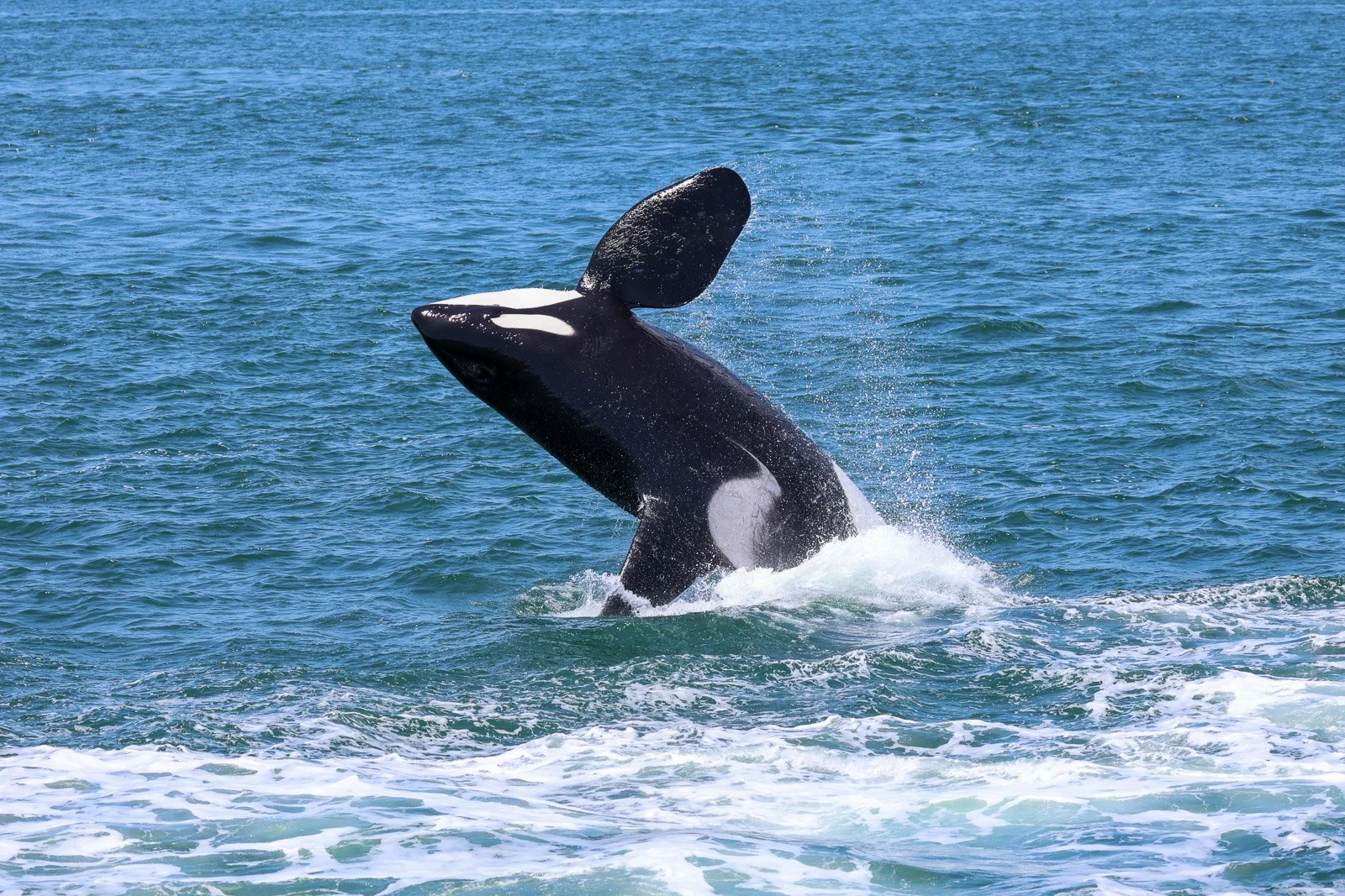 A humpback whale breaching the surface of the ocean, with part of its body visible above the water.