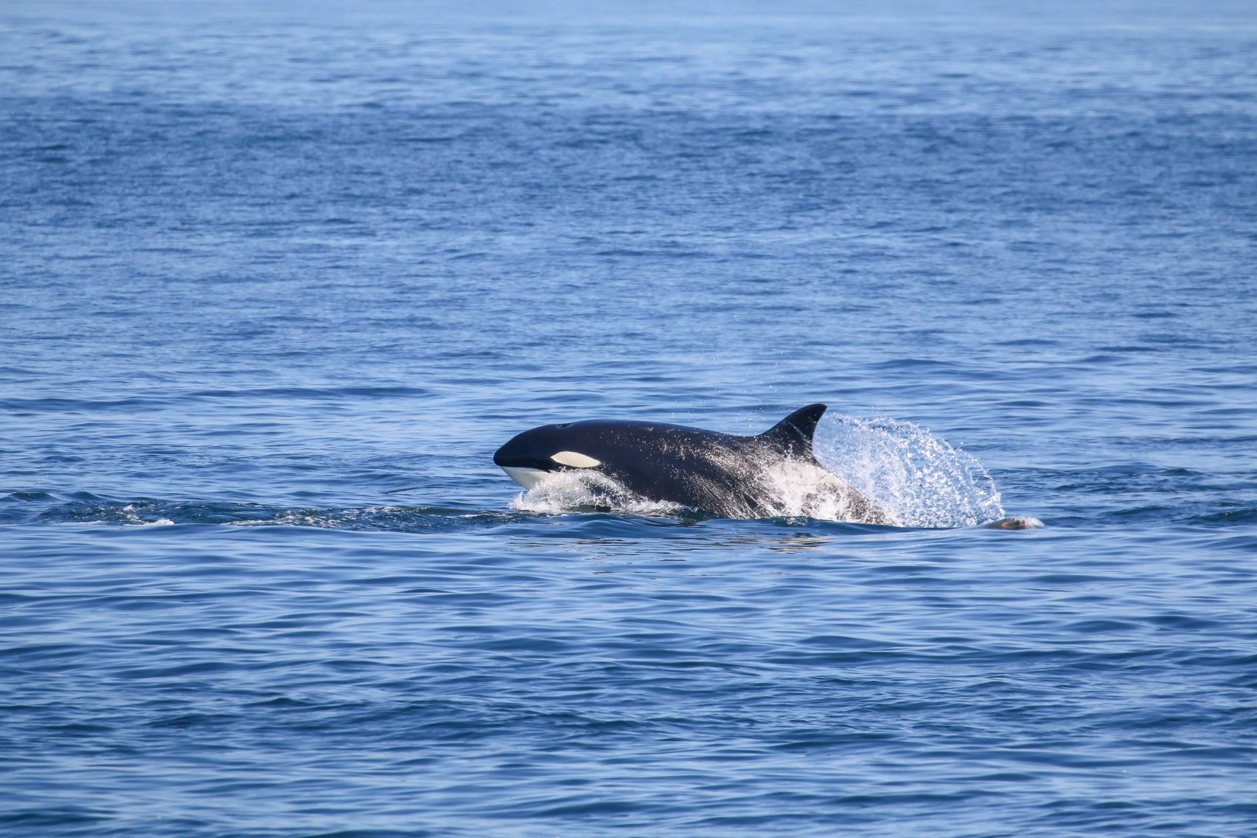 A killer whale breaching the surface of the ocean with water splashing around.