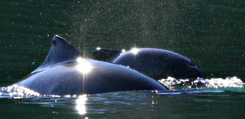 Two dolphins surfacing in the water with sunlight reflecting off their sleek, shiny bodies.
