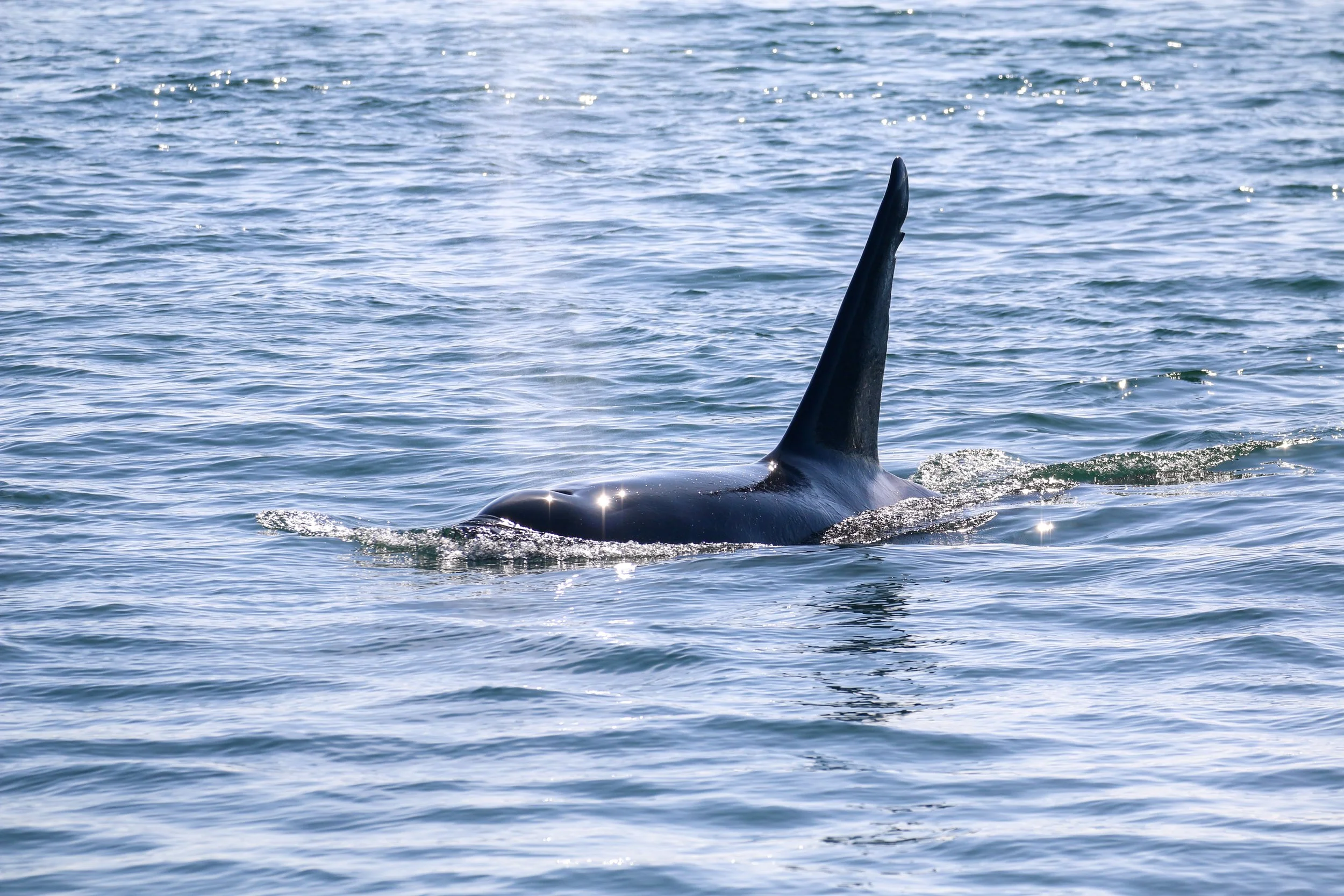 A whale's dorsal fin visible above the water surface in the ocean.