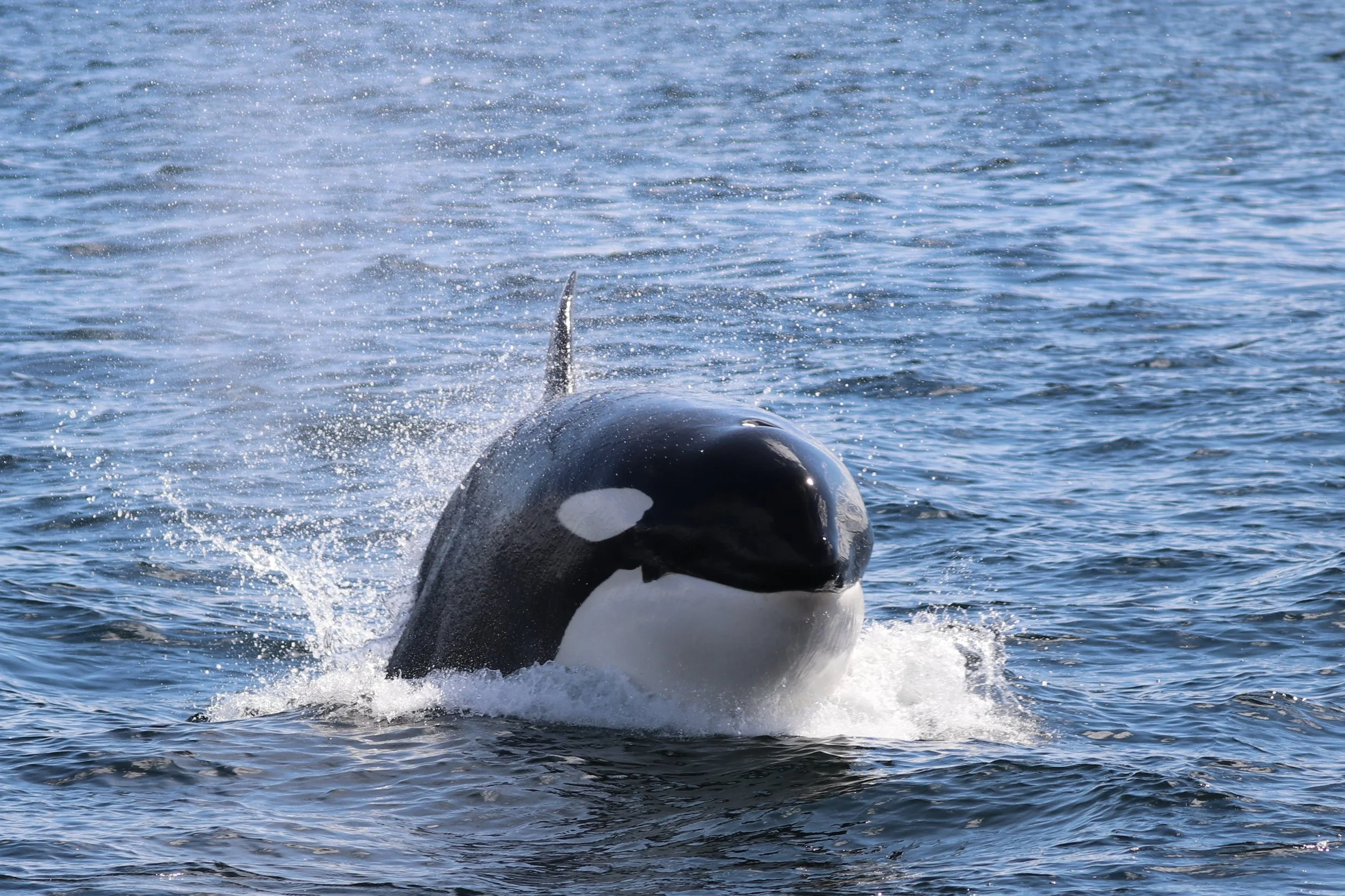 A black and white orca whale surfacing from the ocean, with water splashing around it.