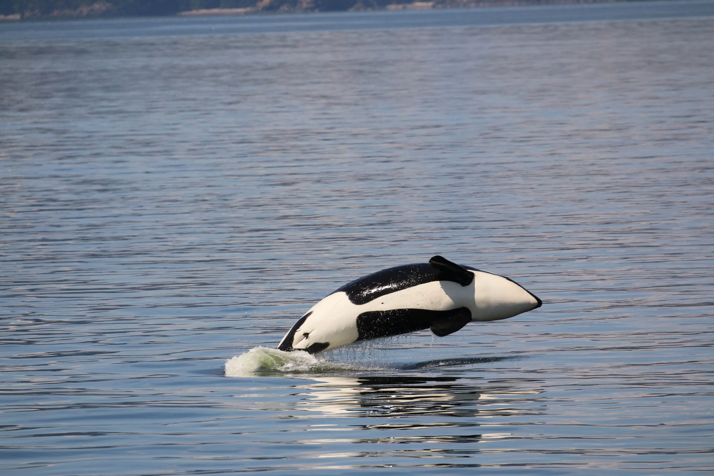A killer whale jumping out of the water in a calm ocean during daytime.