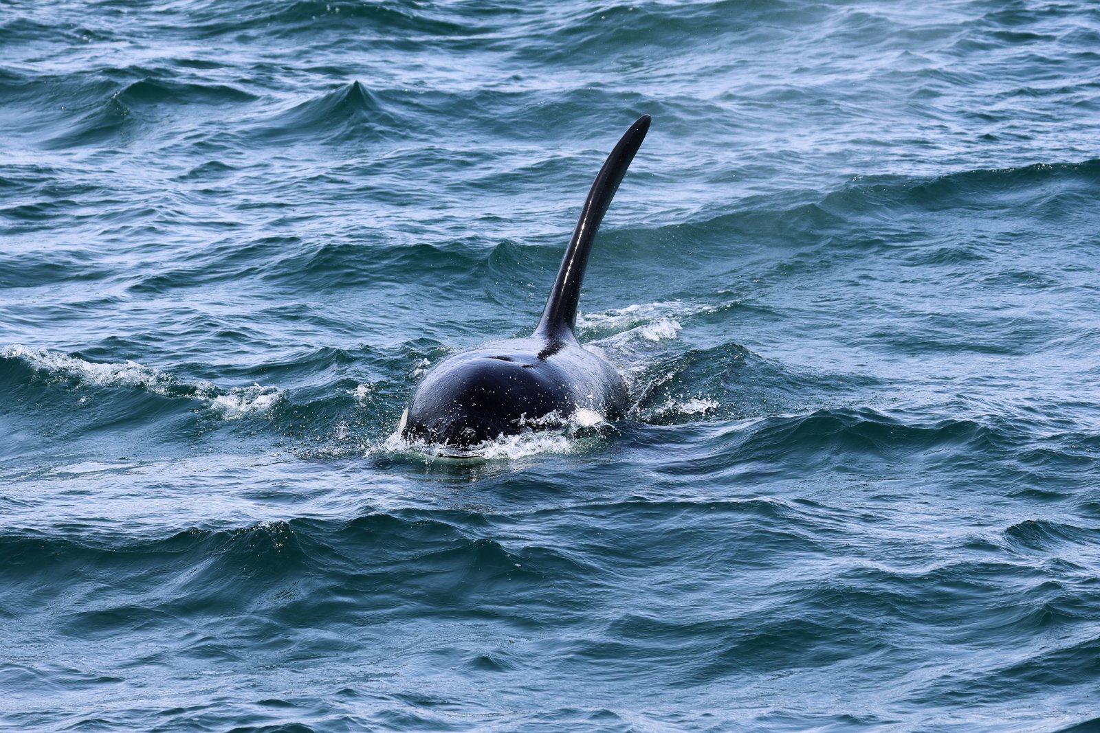 A large orca whale surfacing in the ocean, with its dorsal fin visible above the water.