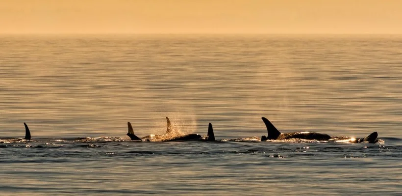 A pod of orcas swimming in the ocean at sunset.
