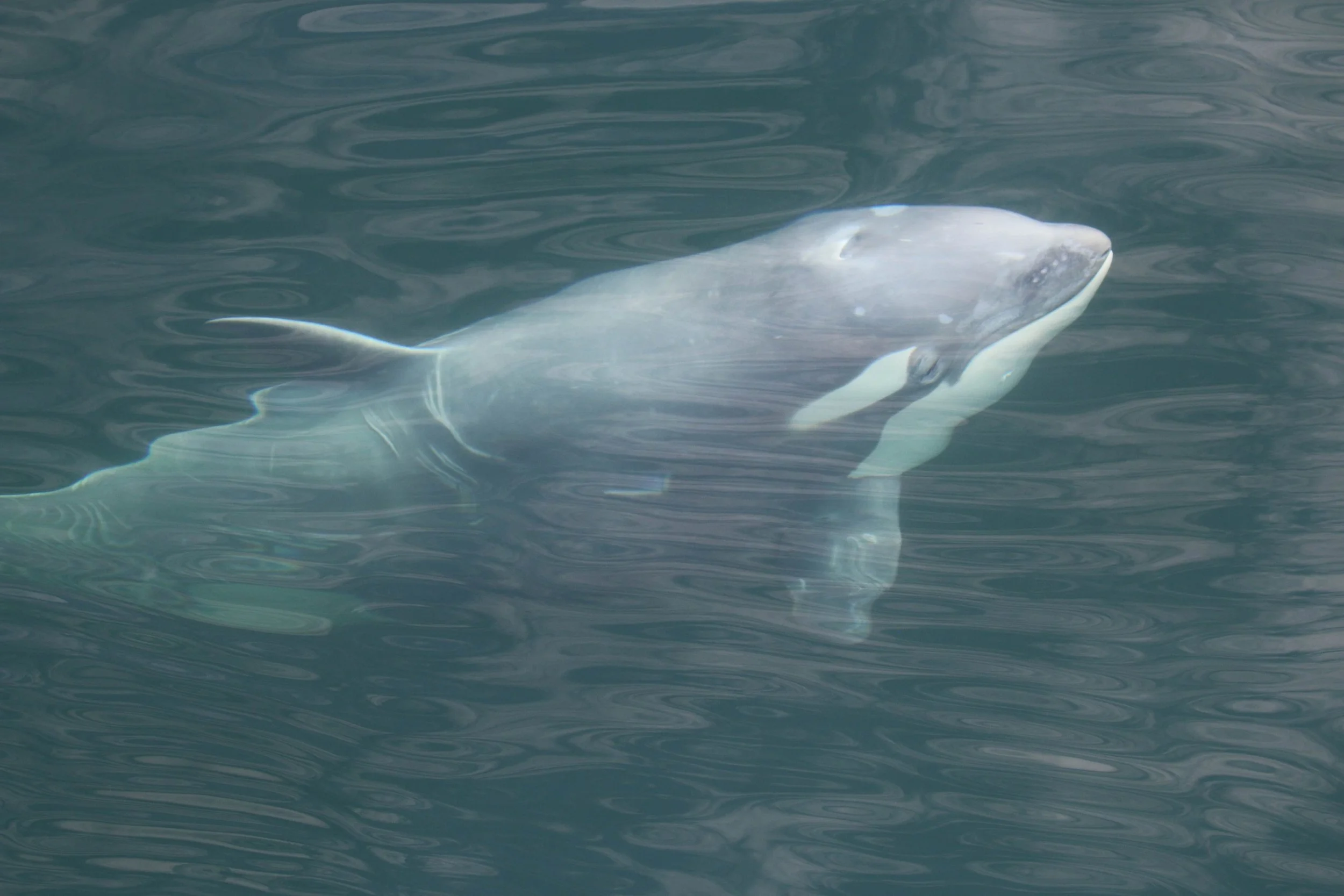 A large shark swimming just below the water's surface.