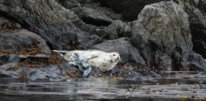Two seals resting on rocks near the water's edge.
