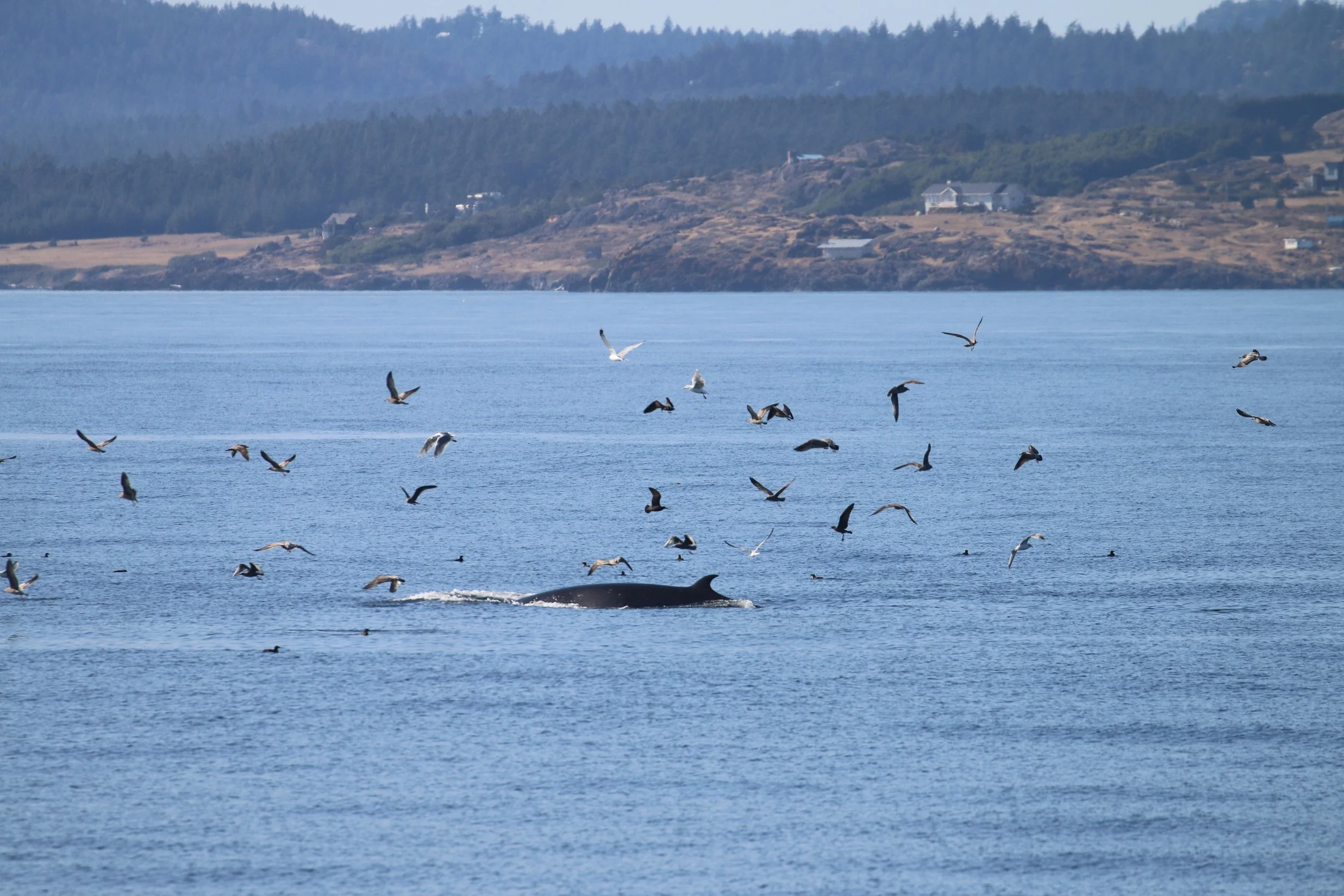 A whale breaching the water with many seagulls flying above a body of water, with a distant shoreline and green hills in the background.
