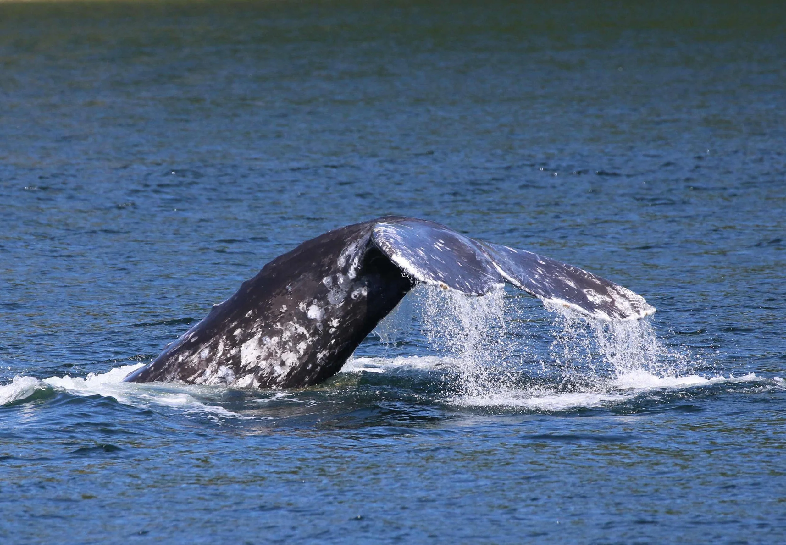 A whale breaches the water surface with its head and part of its body above the sea, surrounded by ocean waves.