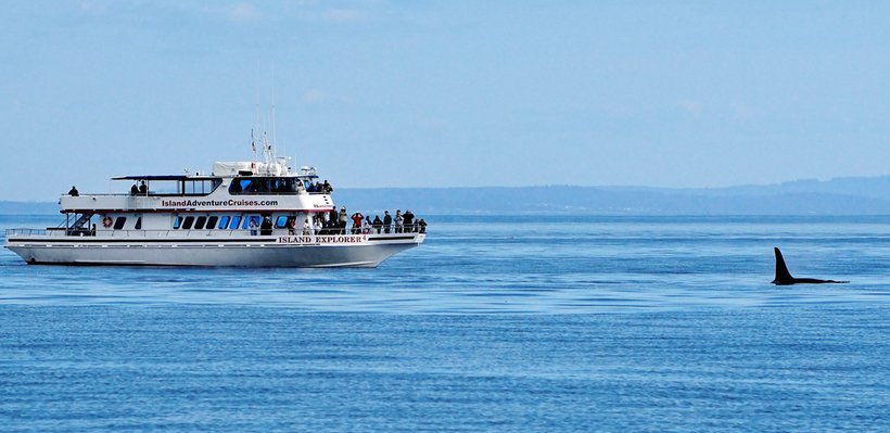 A cruise ship named Island Explorer on calm ocean waters, with a whale's dorsal fin visible emerging from the water nearby.