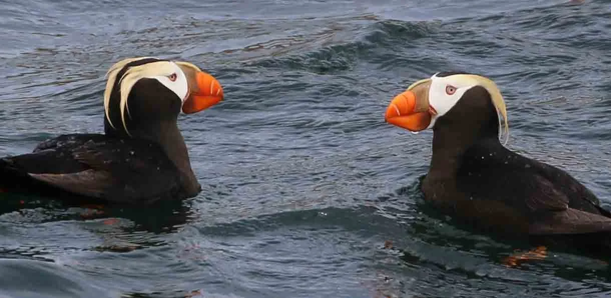 Two puffins floating on water facing each other.