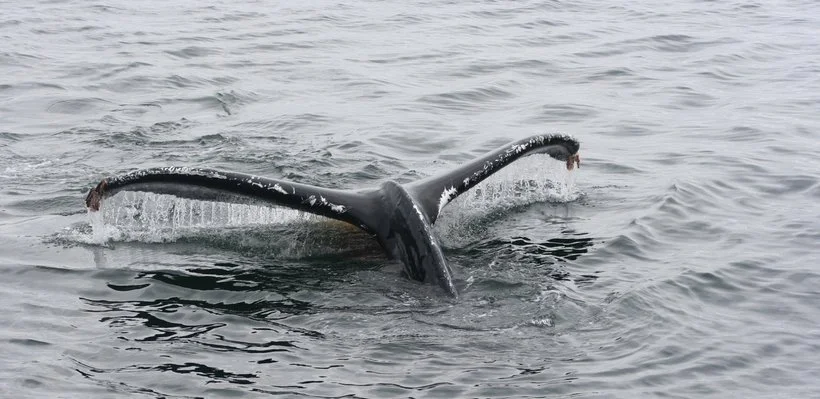 A whale diving in the ocean, with its tail flukes visible above the water surface.