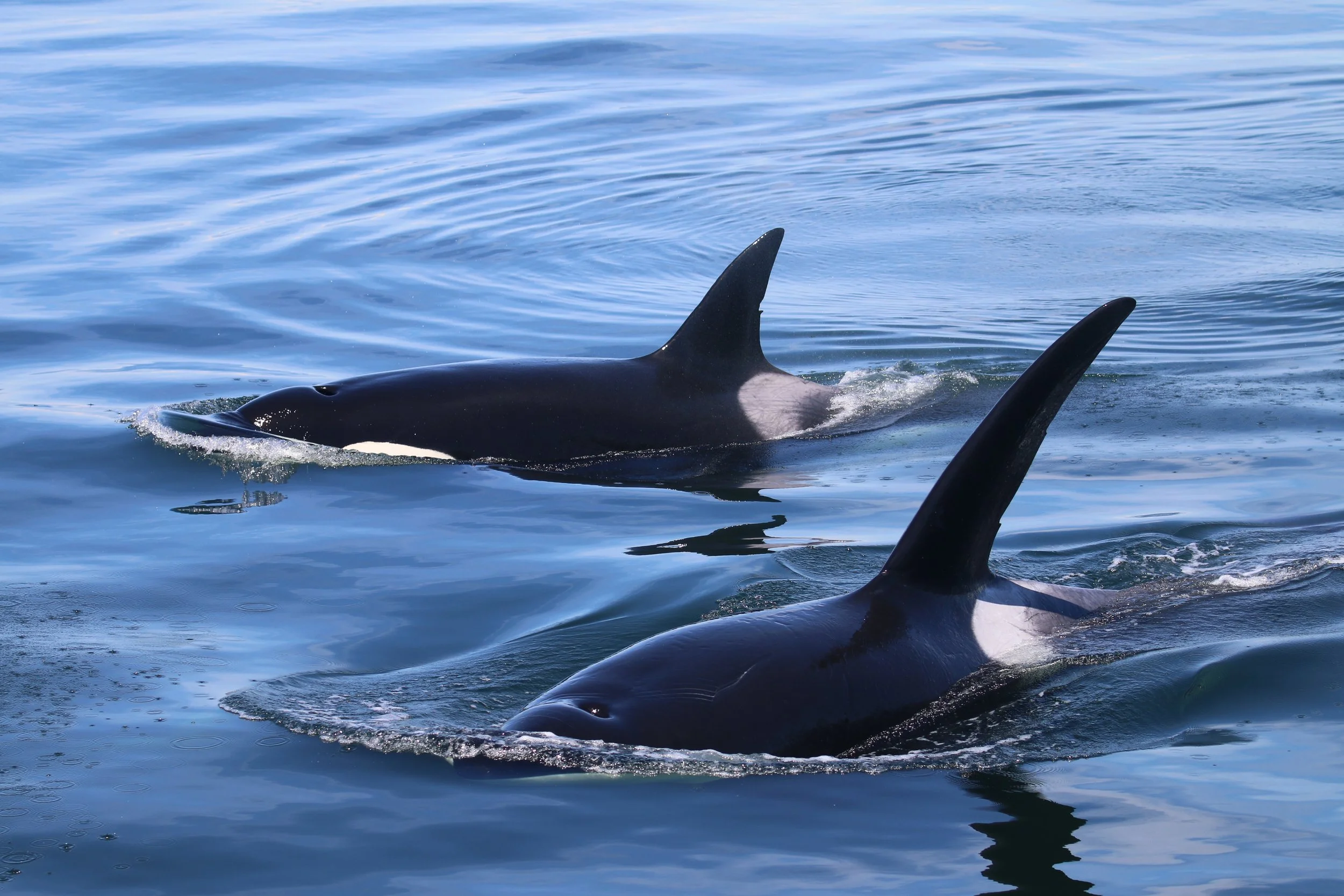 Side view of two orcas swimming in the ocean, with their dorsal fins visible above the water surface.