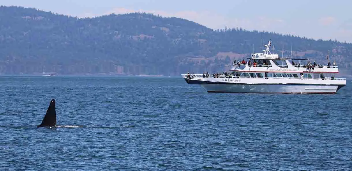 A whale's dorsal fin and part of its back visible above water near a sightseeing boat on a lake or ocean with hilly land in the background.