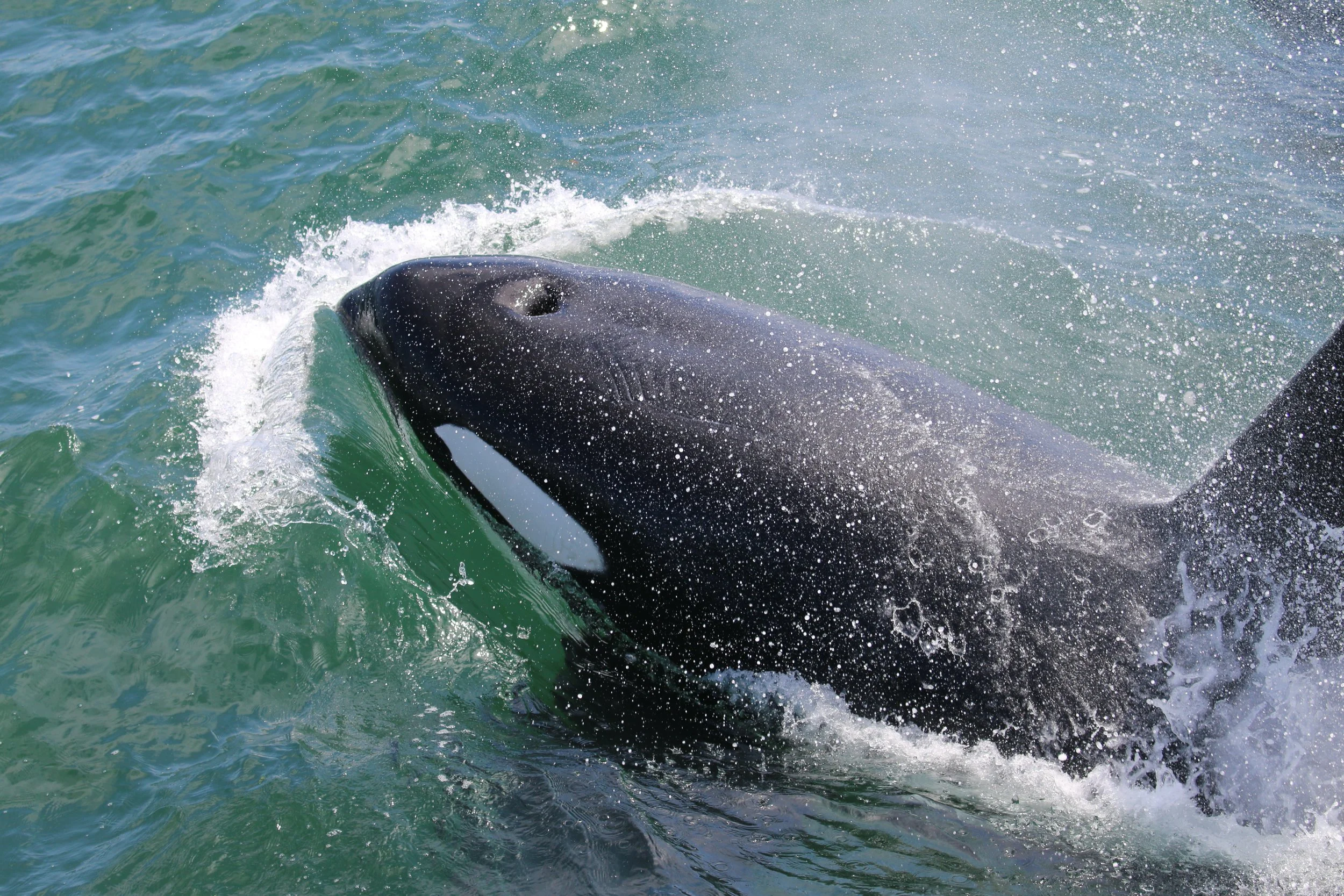 A whale swimming in the ocean, partially submerged, with water splashing around its head.