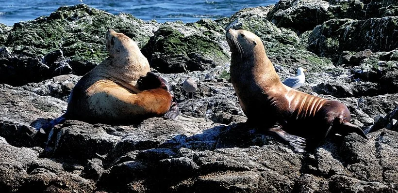 Two seals resting on a rocky shoreline with the ocean in the background.