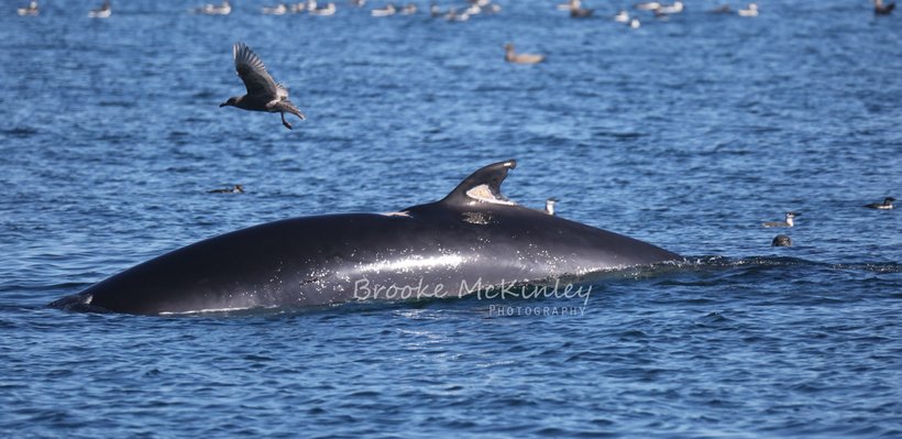 A large whale surfacing in the ocean with a seagull flying nearby and several smaller birds on the water's surface.