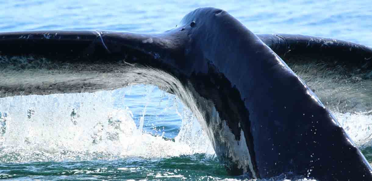 A whale breaching the surface of the ocean, showing part of its head and body as it leaps out of the water.