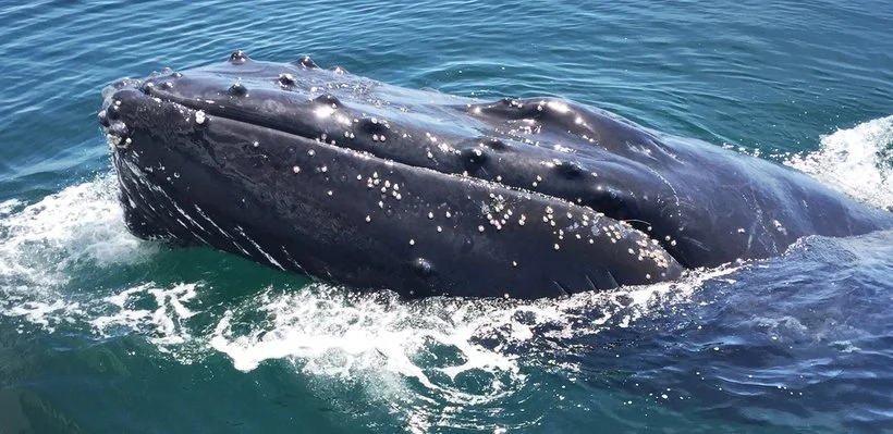 Close-up of a humpback whale's head emerging from the ocean water.