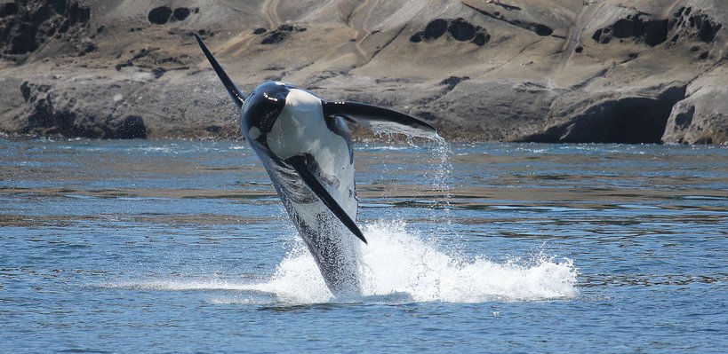 An orca whale breaching out of the water near rocky shoreline.