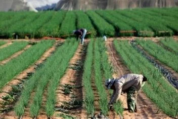 An image of farming in Israel (Image source: http://www.commodafrica.com/28-11-2019-des-agriculteurs-gambiens-se-forment-en-israel)