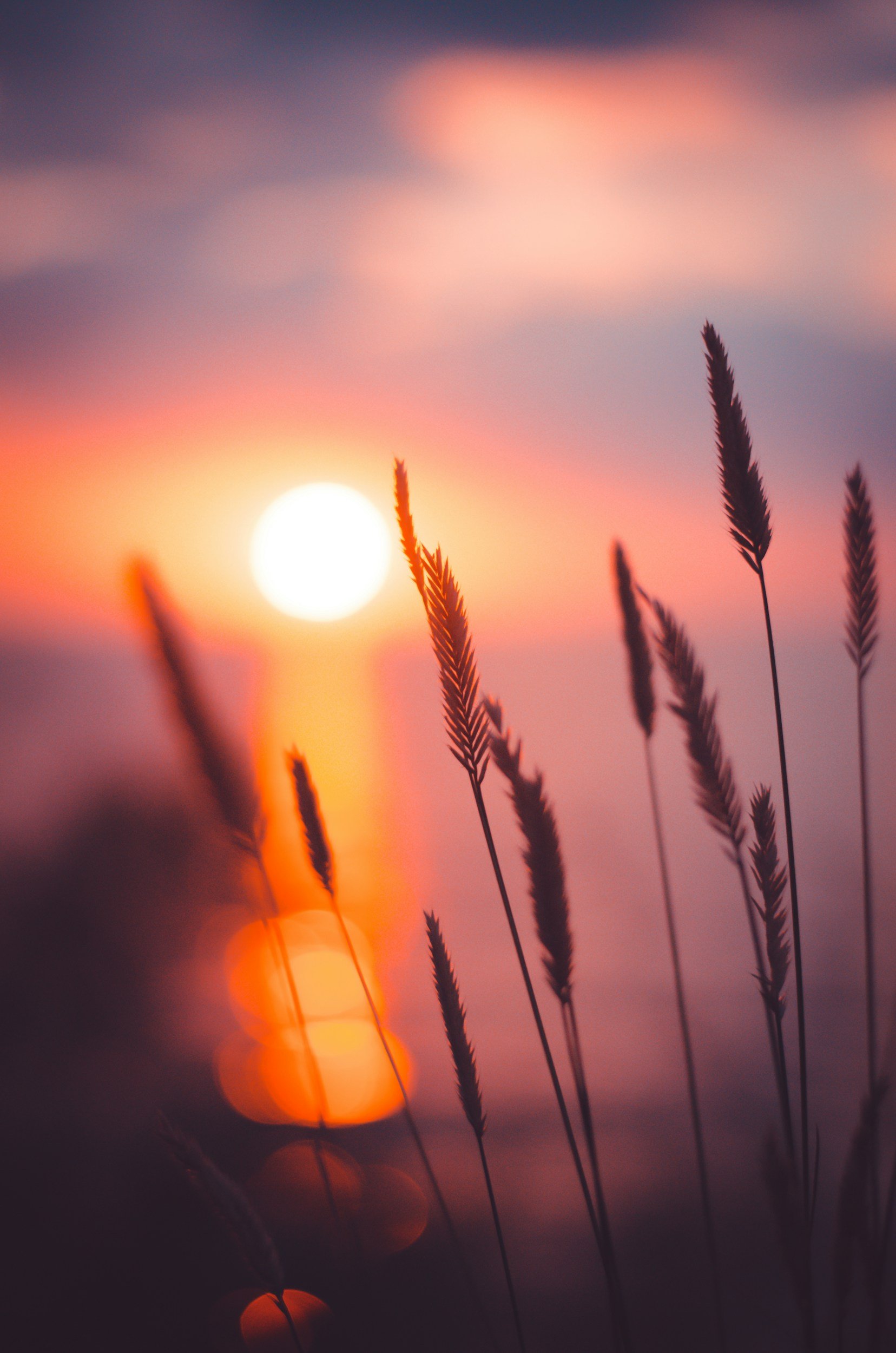 Le soleil brillant dans un ciel pastel, avec des épis d'herbe en premier plan, créant une ambiance paisible et chaleureuse.