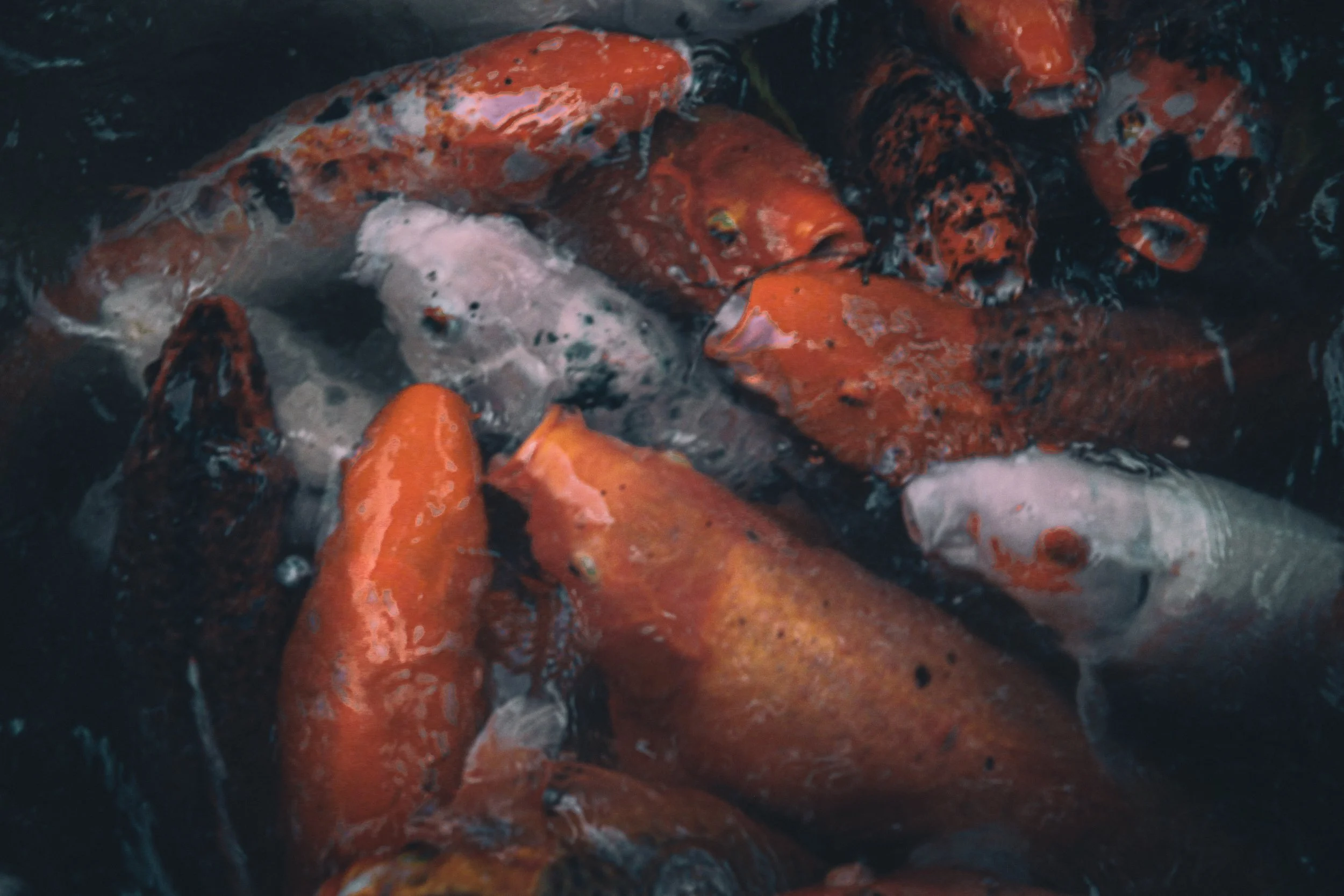 hawaii - koi fish