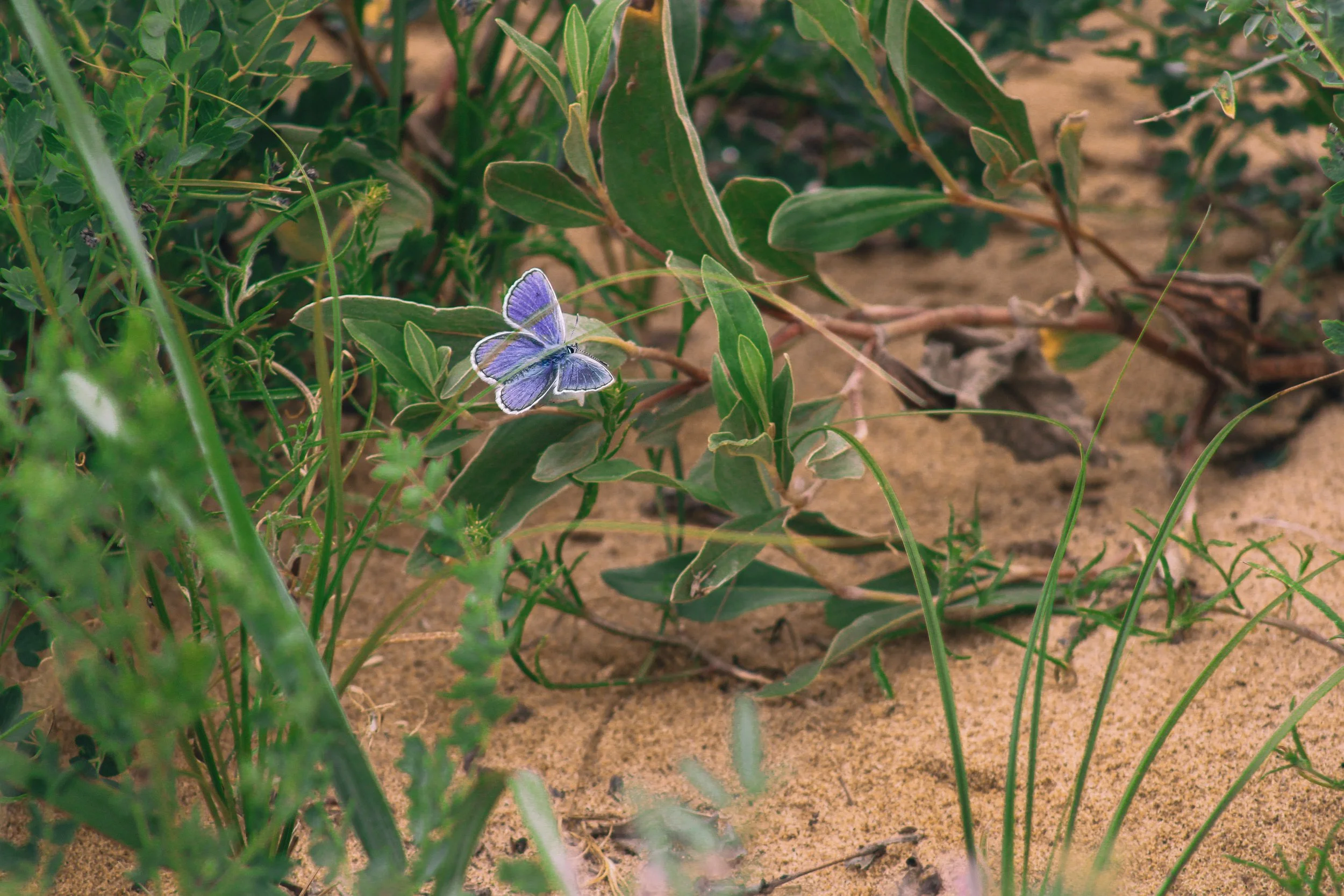 mongolia - a butterfly in the wild 