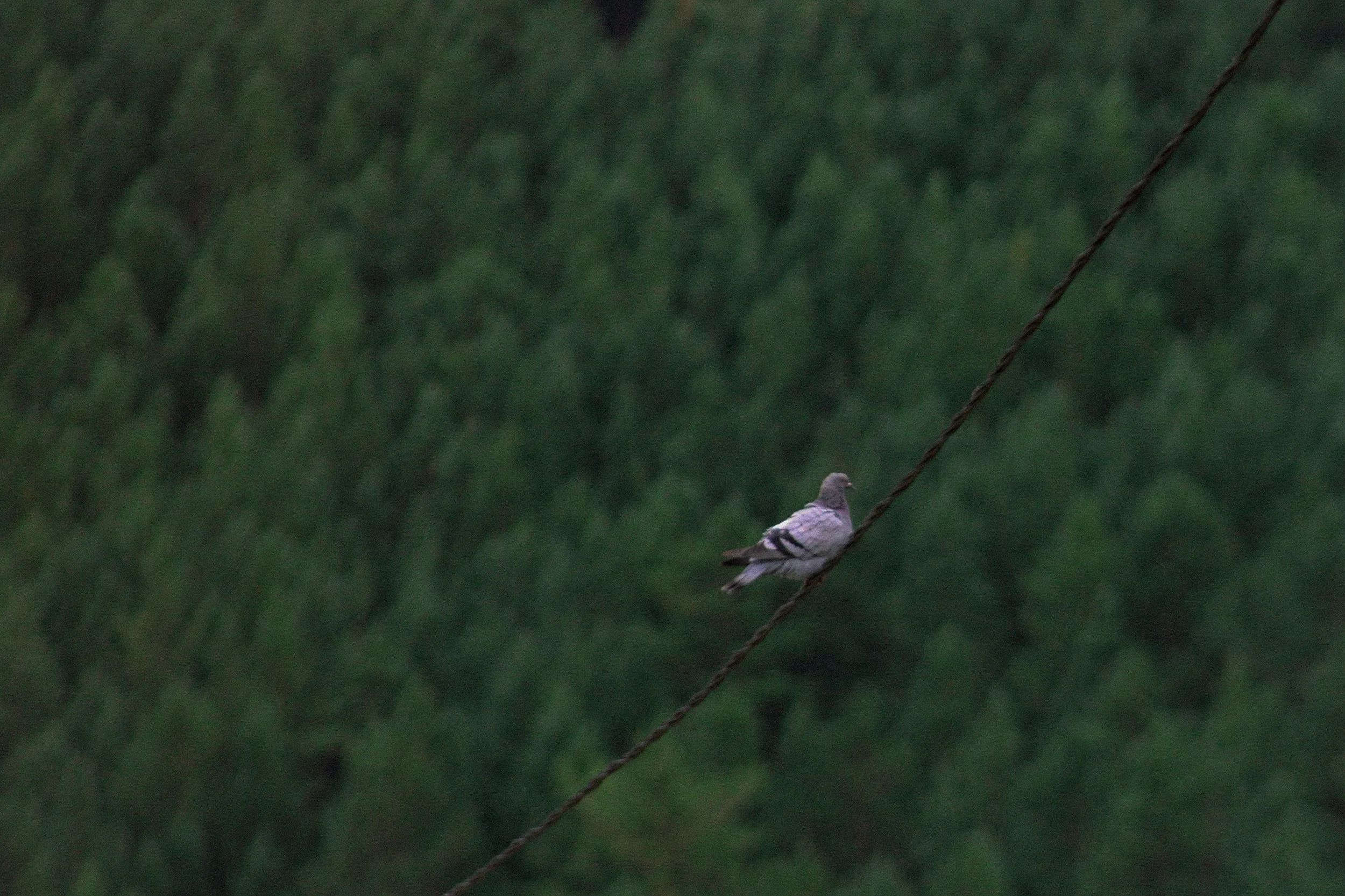 mongolia - pigeon out in the mountains of statues