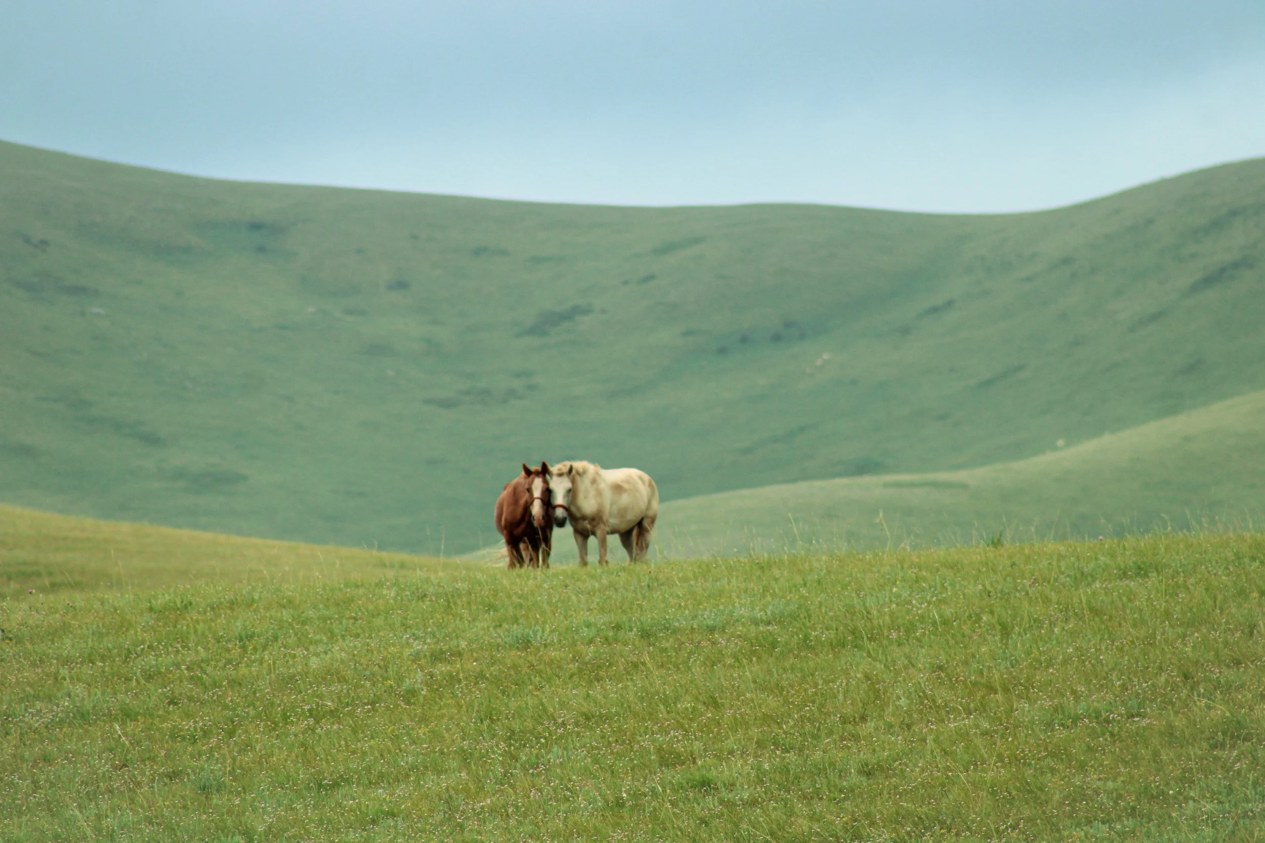 mongolia - horses in love