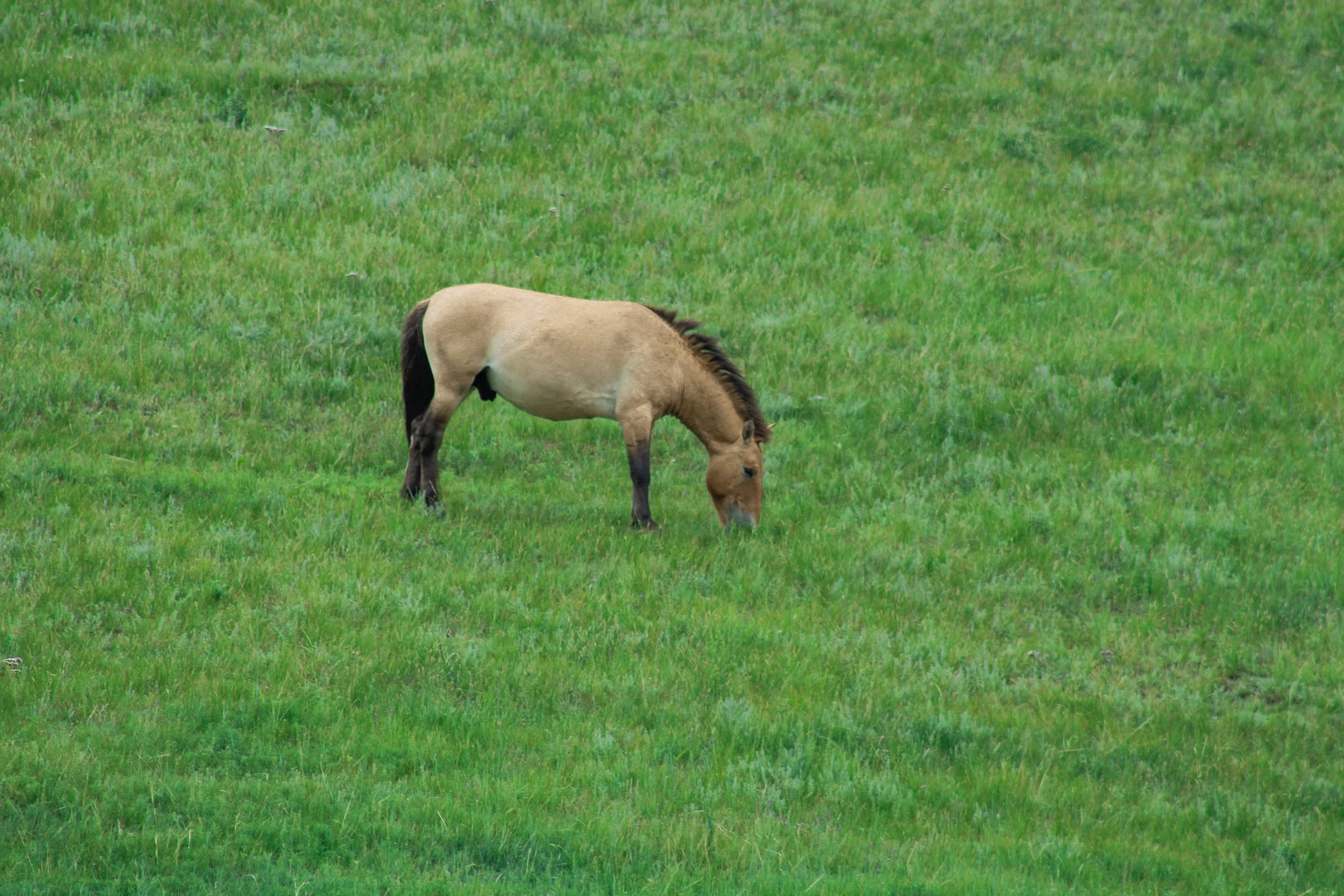 mongolia - the last of the wild horses