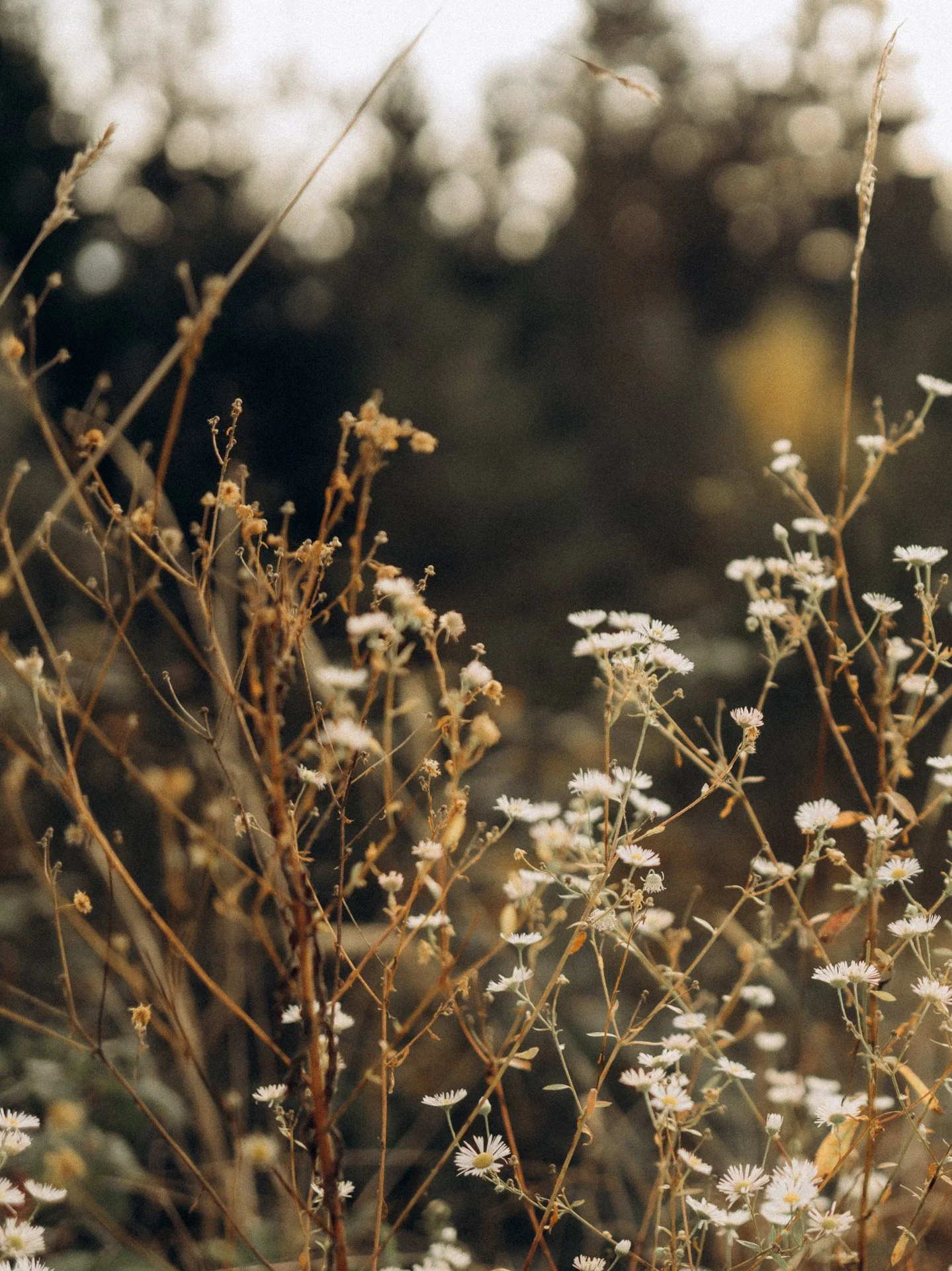Taut the wildflowers and dried grass in a field during sunset with a blurred background.