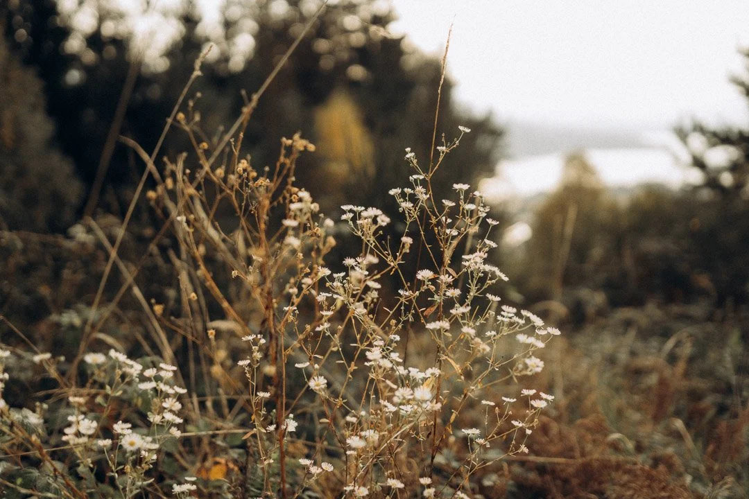 Wachsende Wildblumen in einer Kärntner Landschaft bei Sonnenuntergang während eines sommerlichen Schwangerschaftsfotoshootings.