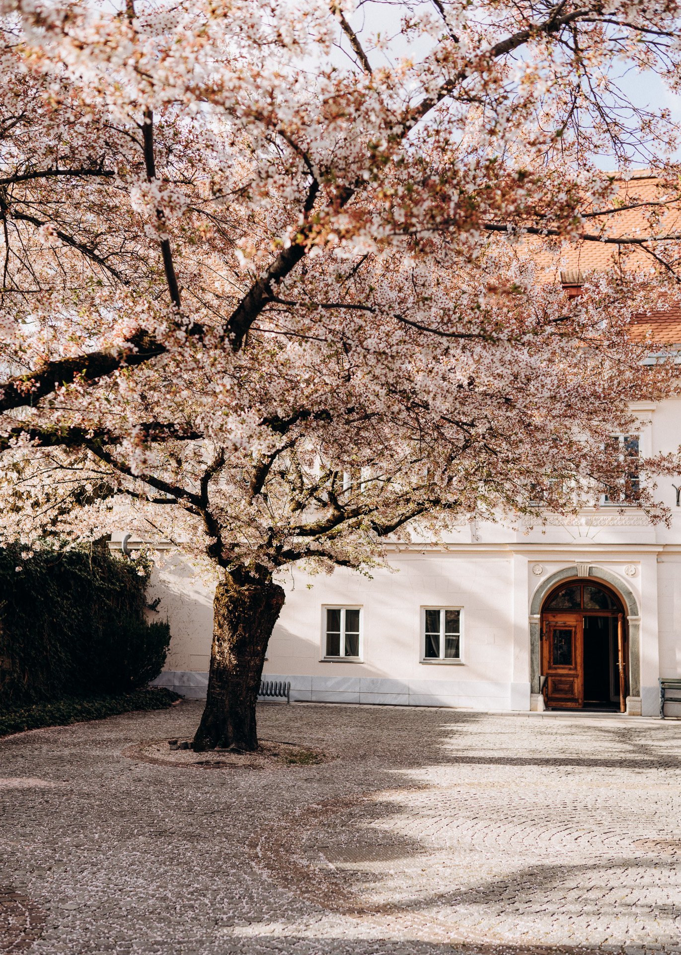 Ein Baum mit blühenden rosa und weißen Blüten in der Innenstadt bei einem Outdoor-Fotoshooting in Klagenfurt.