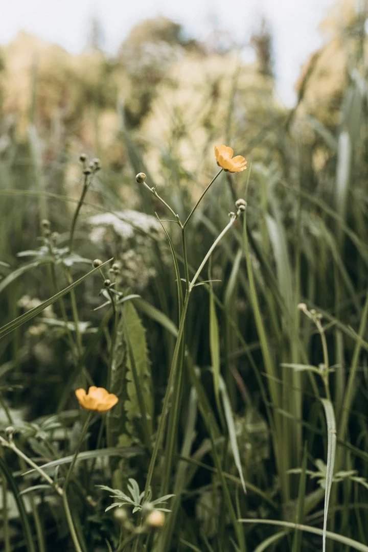 Eine gelbe Blume im hohen Gras im Freien, stimmungsvoll fotografiert während eines Babybauch-Fotoshootings in Klagenfurt.