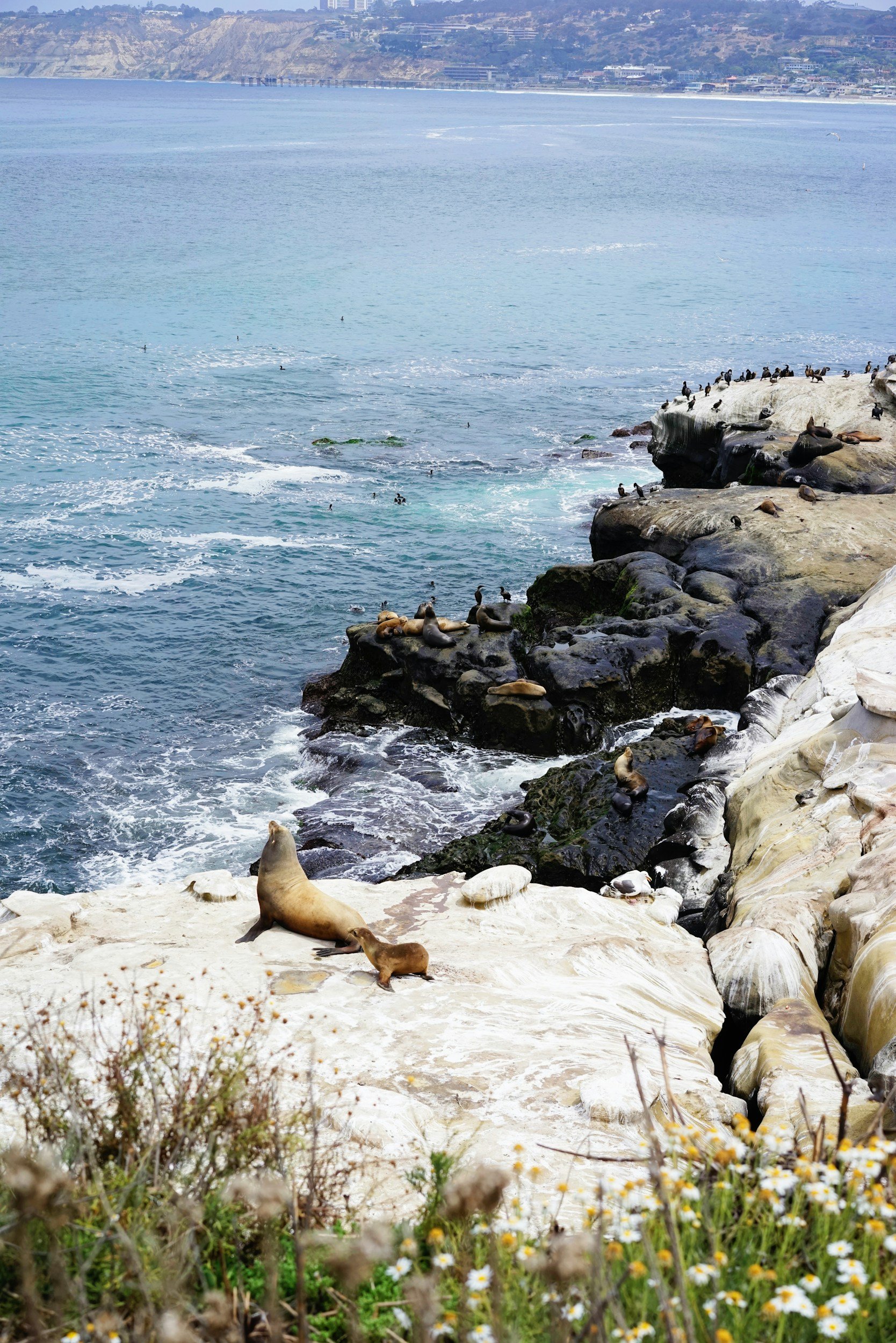 Seal lions resting on rocks along a rocky shoreline with ocean waves, harbor, and coastal buildings in the distance.