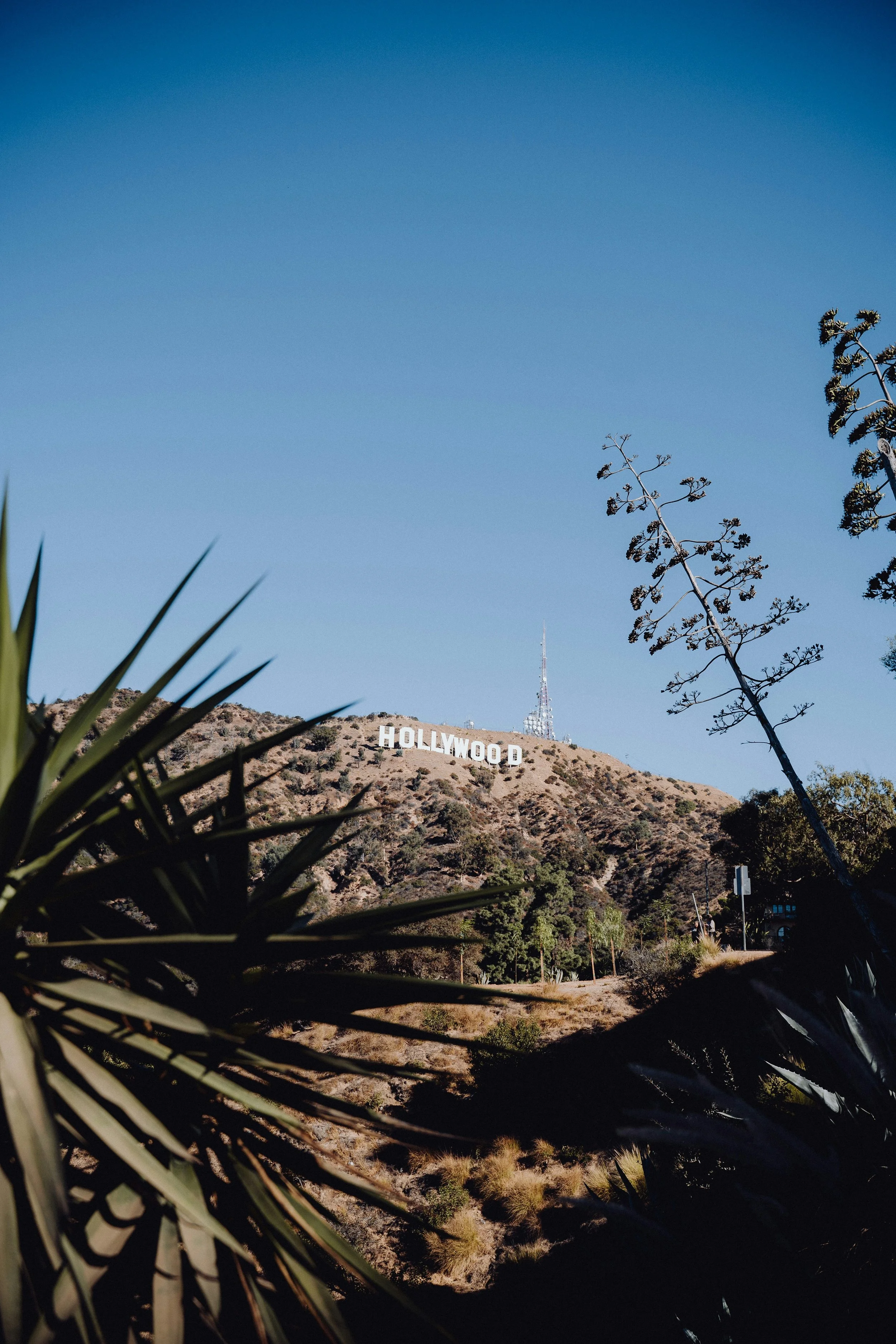 The Hollywood sign on a hillside under a clear blue sky, framed by desert plants and trees in the foreground.