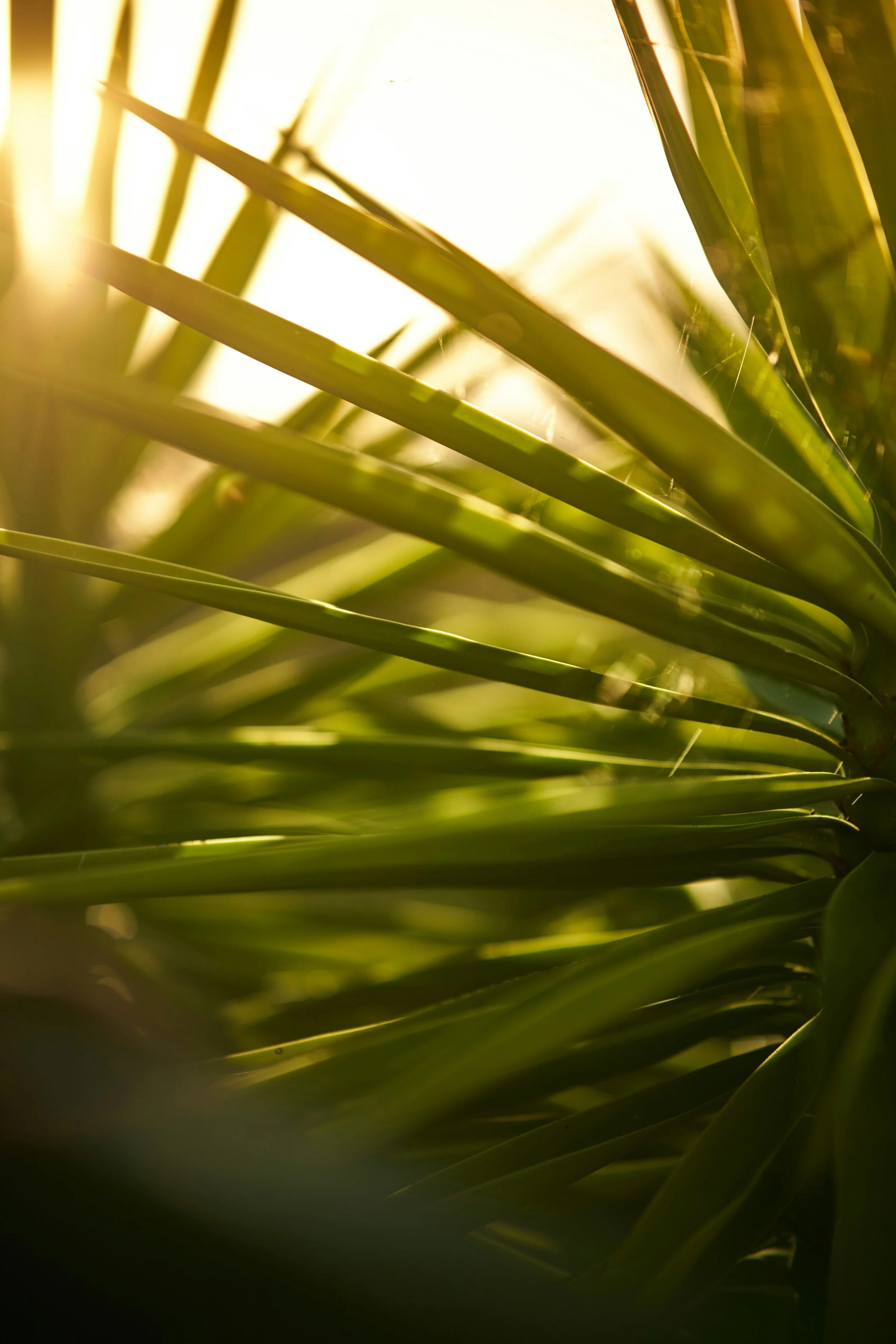 Close-up of green grass blades with sunlight shining through.