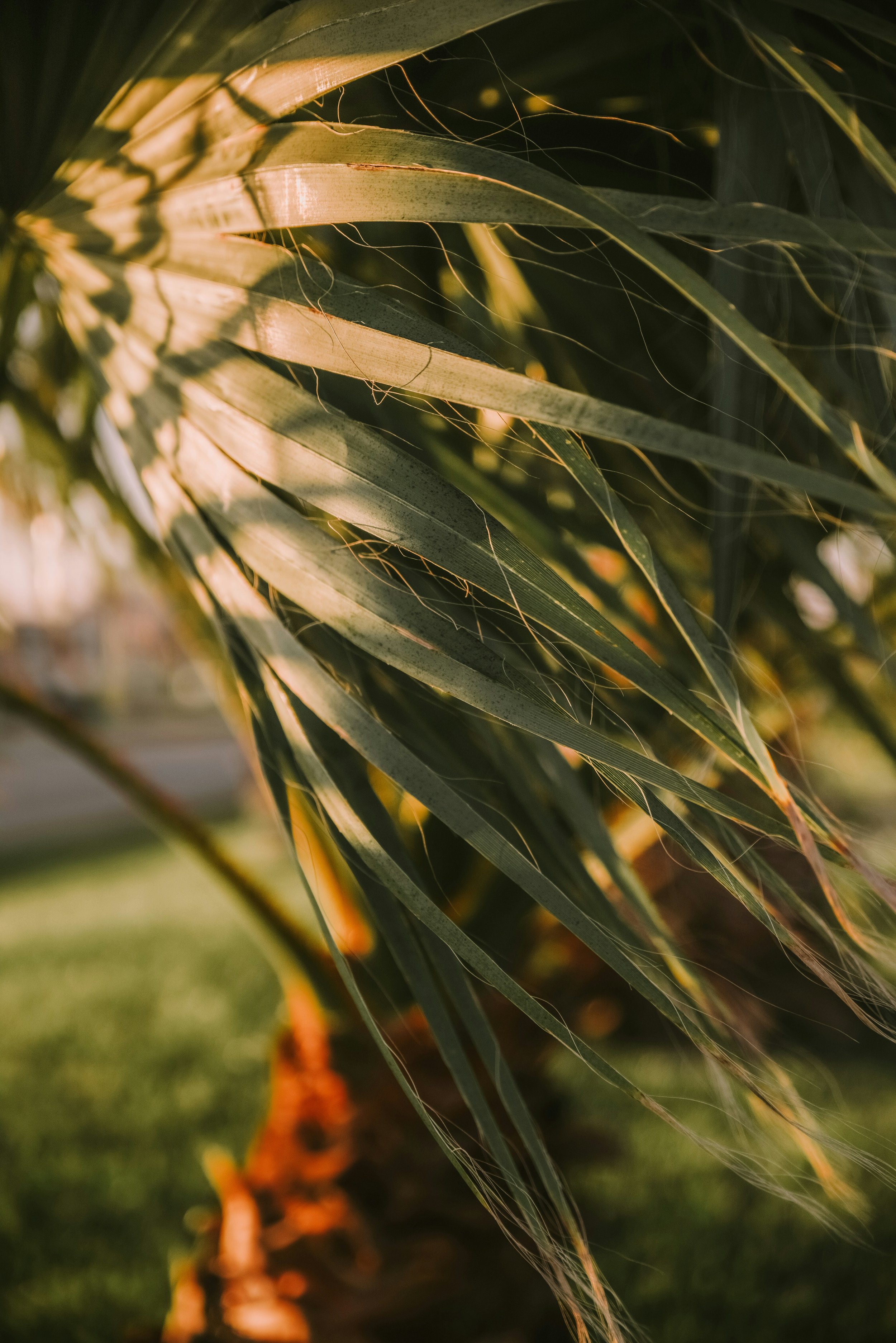 Close-up of green plant leaves with thin spiderwebs, illuminated by warm sunlight.